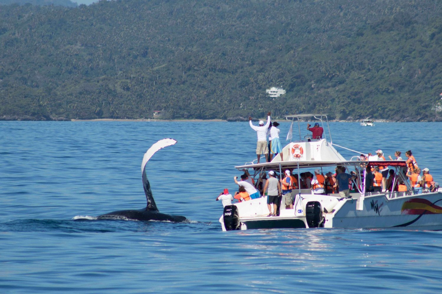 Samaná Humpback Whale Watching Expedition