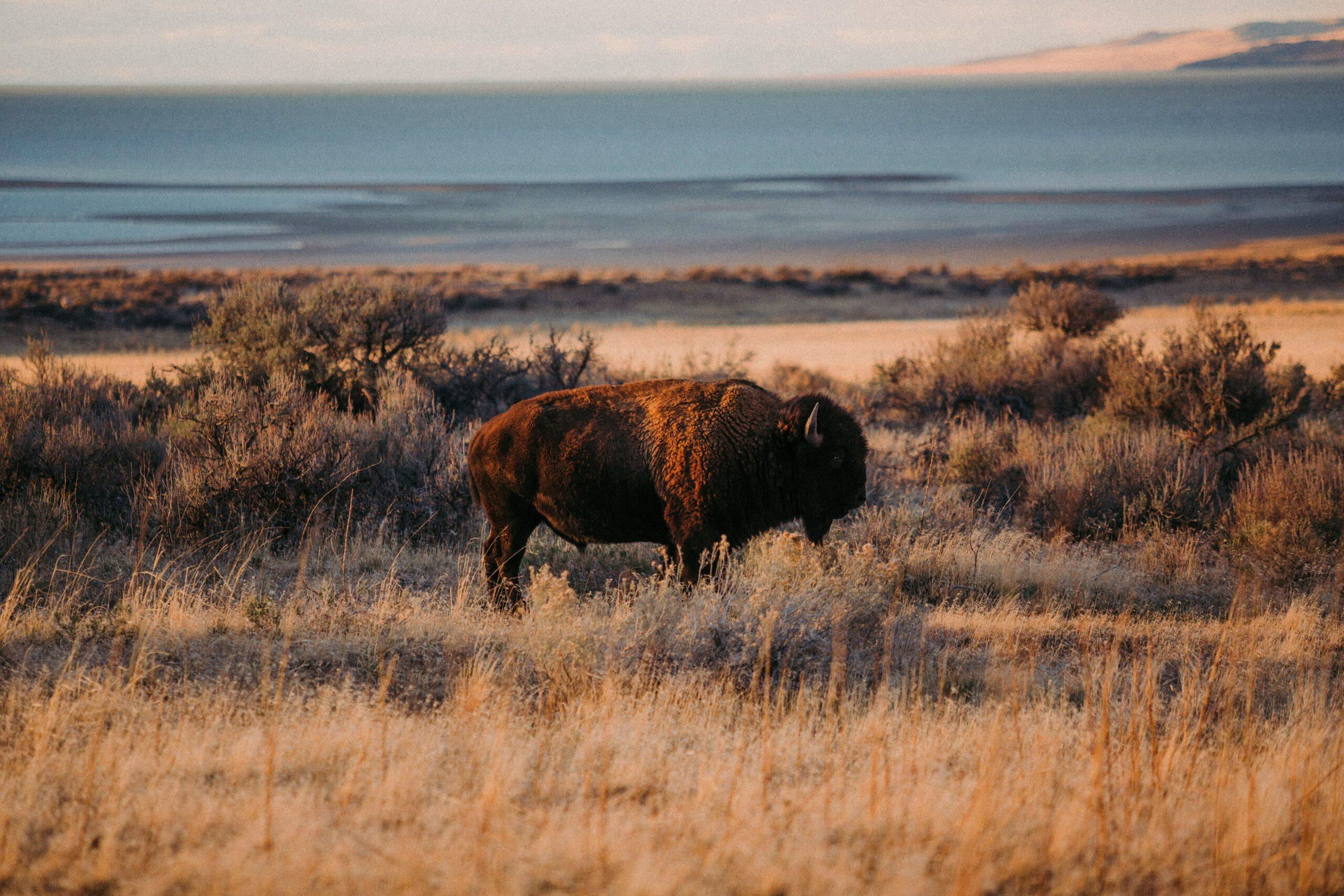 Grand Teton Sunset Wildlife Adventure