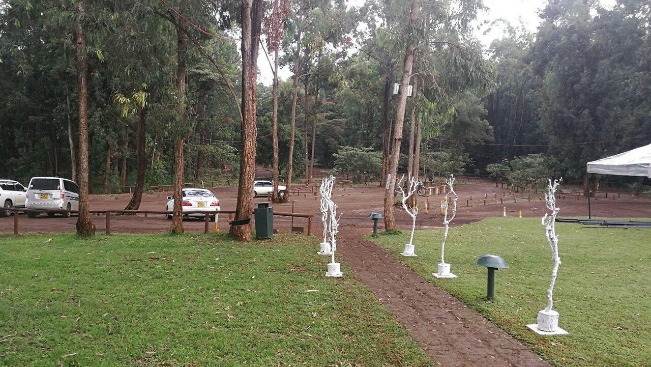 Karura Forest Nature Walk & Waterfall Tour