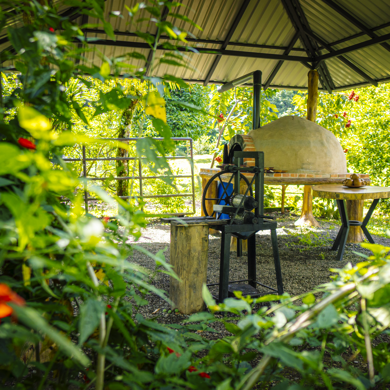 La Fortuna Sloth & Rainforest Experience with Cooking Class