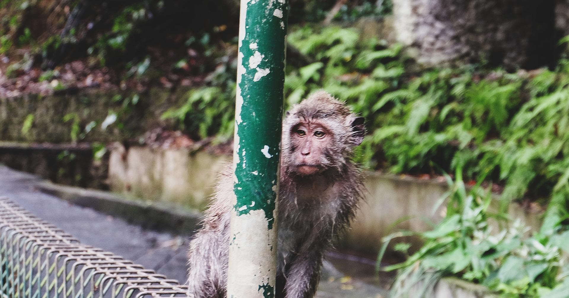 Nagano Snow Monkey & Zenkoji Temple Private Day Tour from Tokyo
