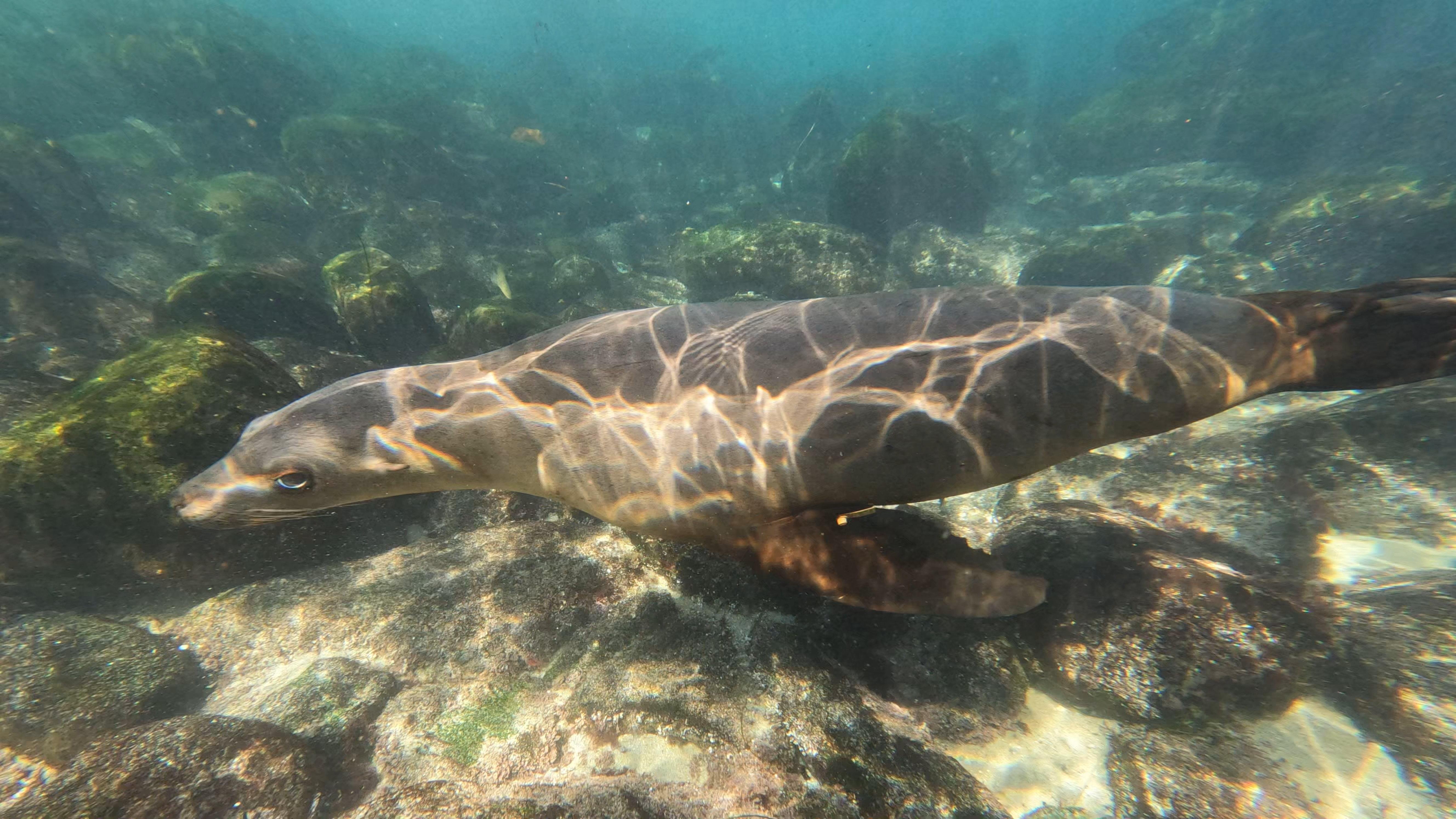La Jolla Cove Sea Lions & Cave Snorkel Tour - 2026 (Verified Reviews)