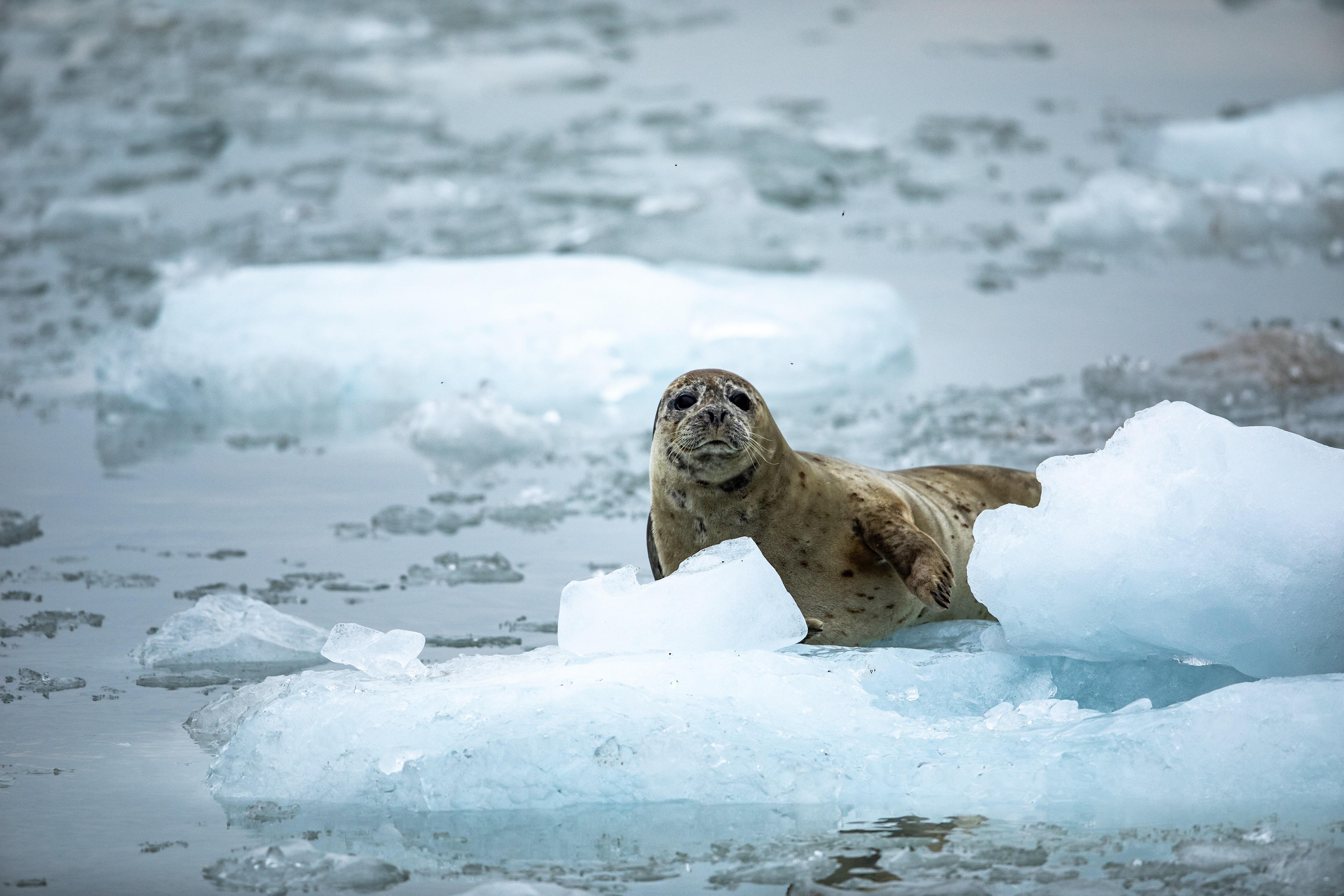 Seward: Full-Day Northwestern Fjord Glacier & Wildlife Tour