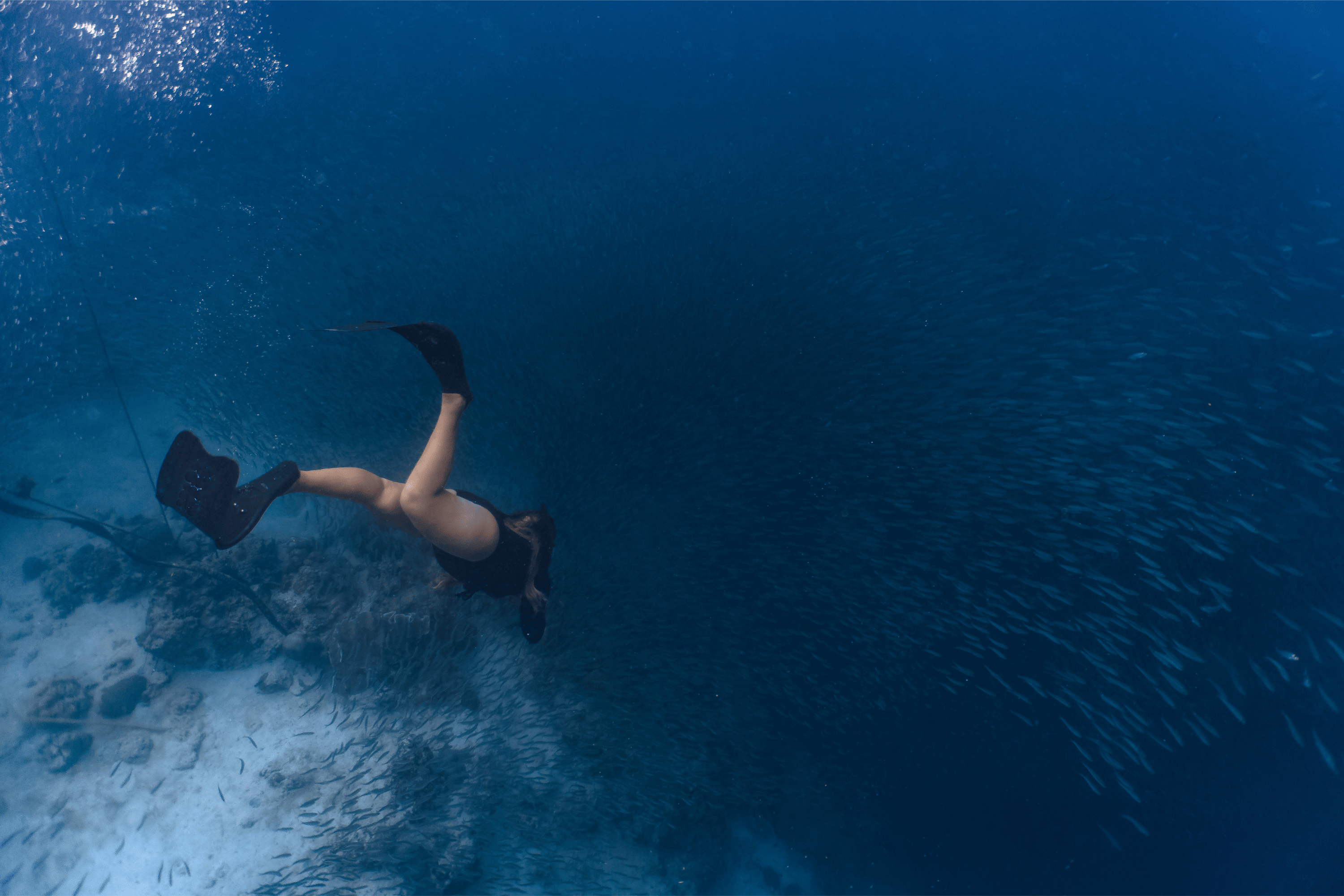 Cebu Ultimate Day Tour: Whale Sharks, Monkey Sanctuary & Moalboal Snorkeling