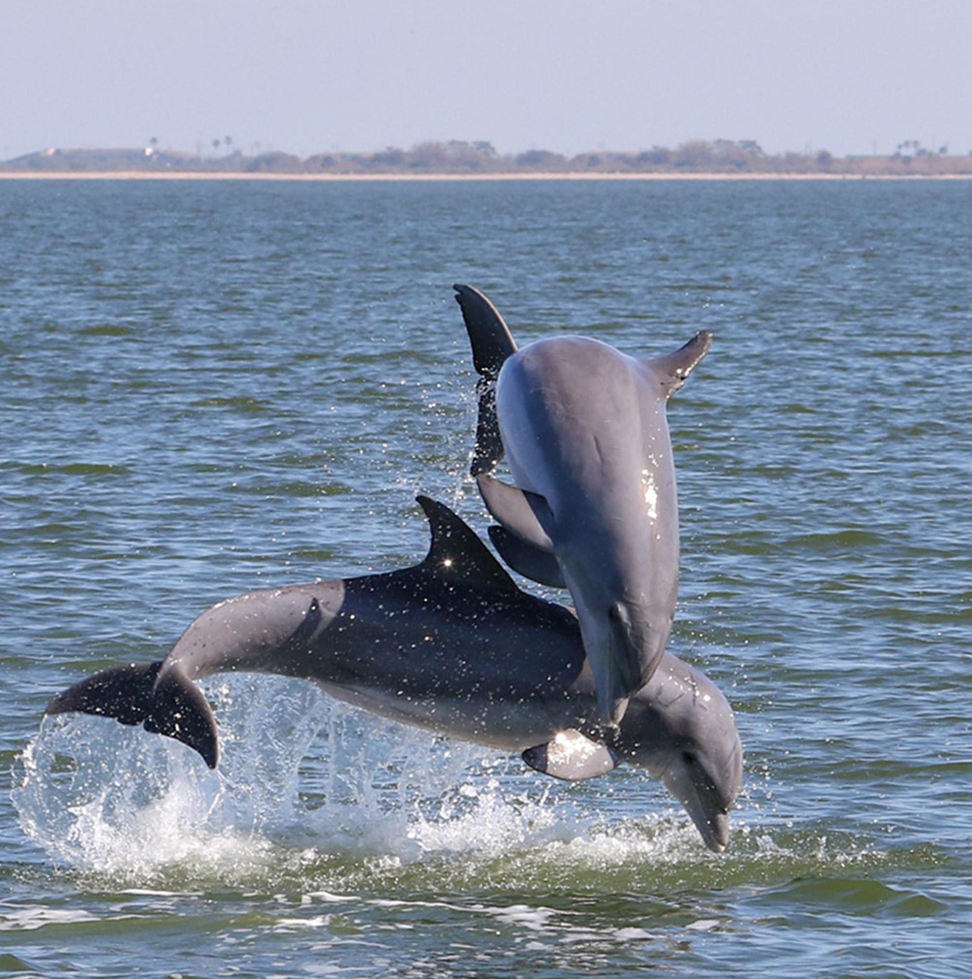 Private Dolphin & Wildlife Tiki Boat Adventure