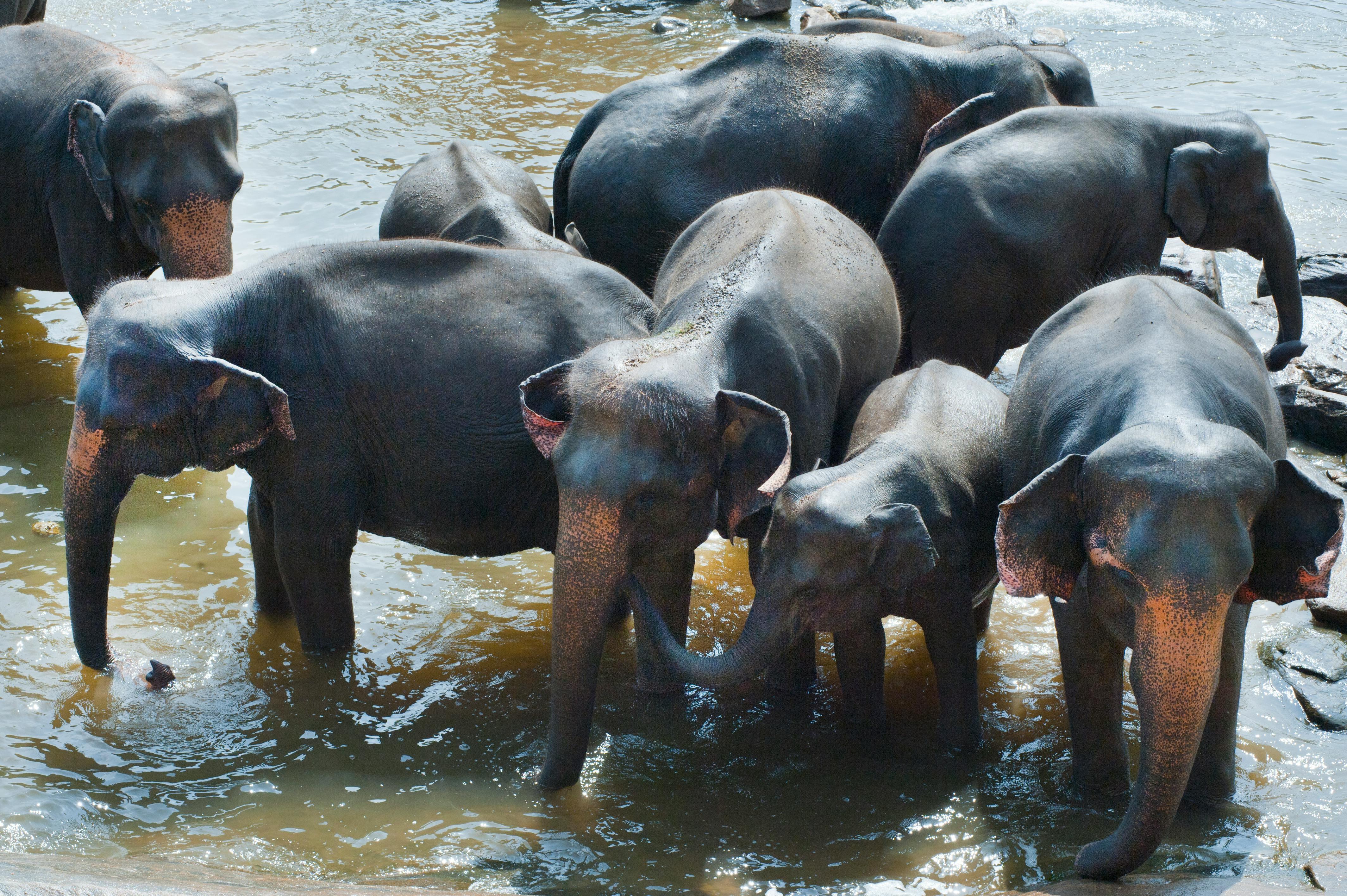 7-Day Sri Lanka Highlights: Culture, Wildlife & Coast