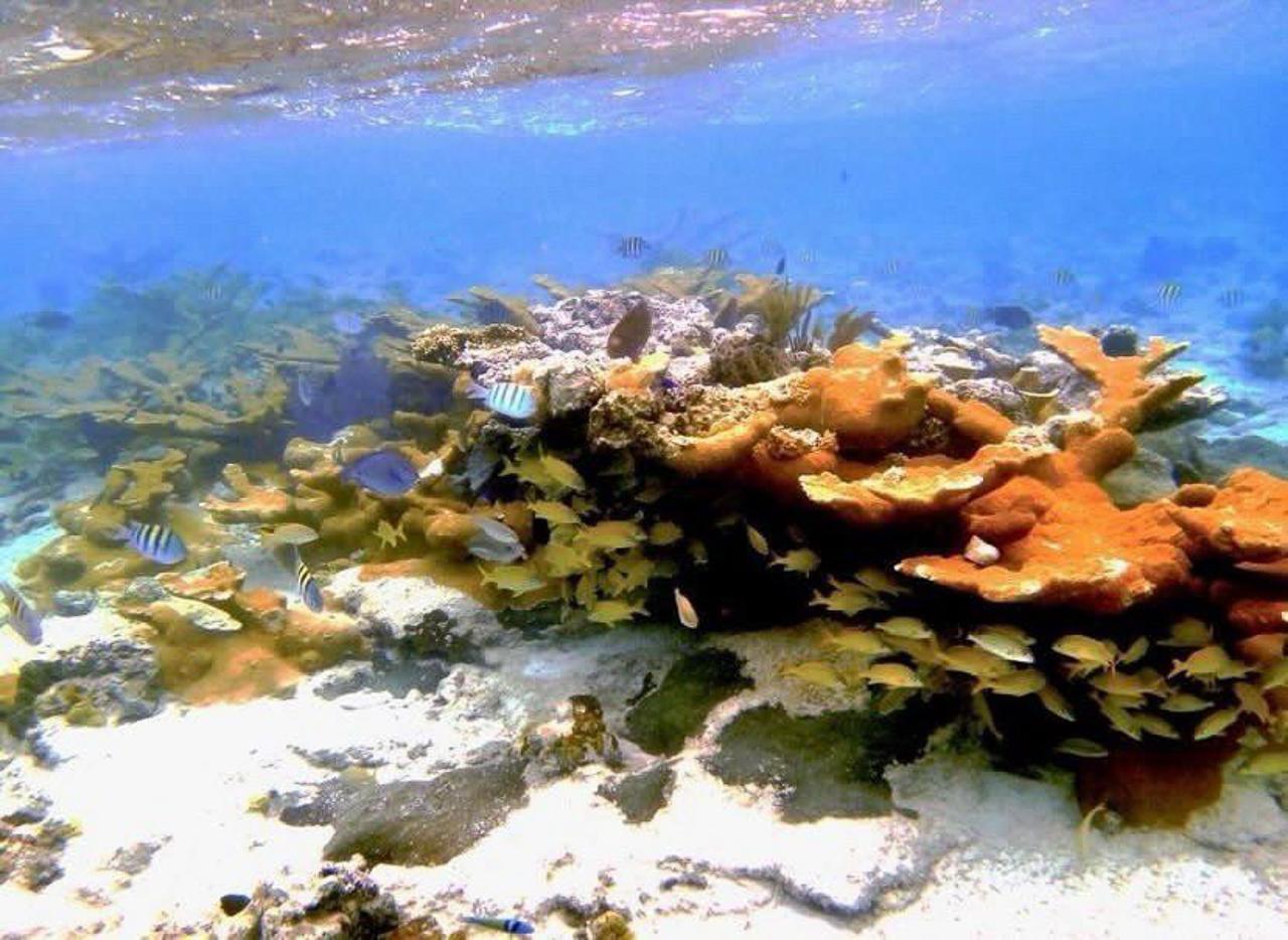 Nassau Powerboat Adventure: Snorkeling, Turtles & Private Beach Club