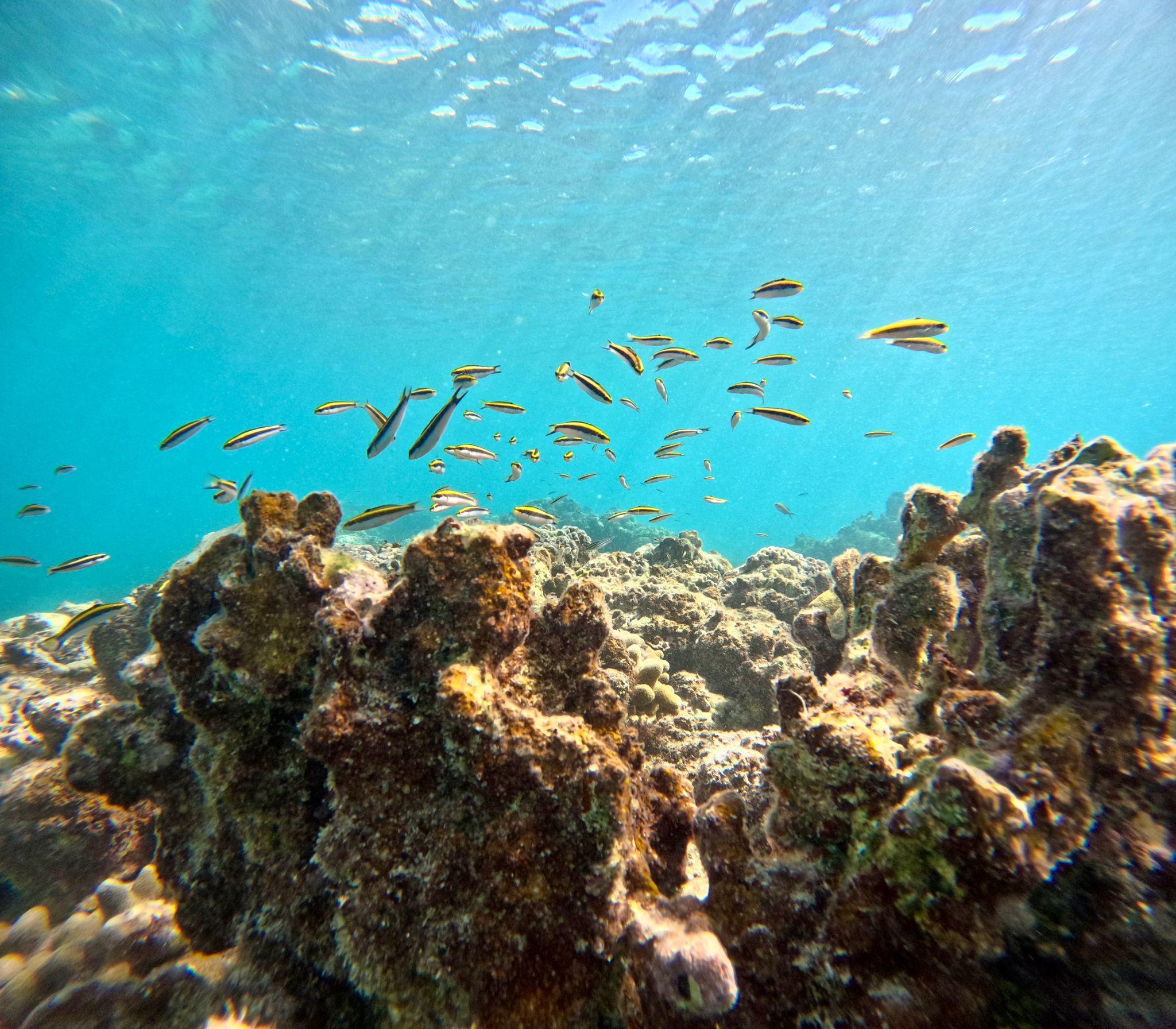 Culebra Island Snorkeling & Sailing Adventure from Fajardo