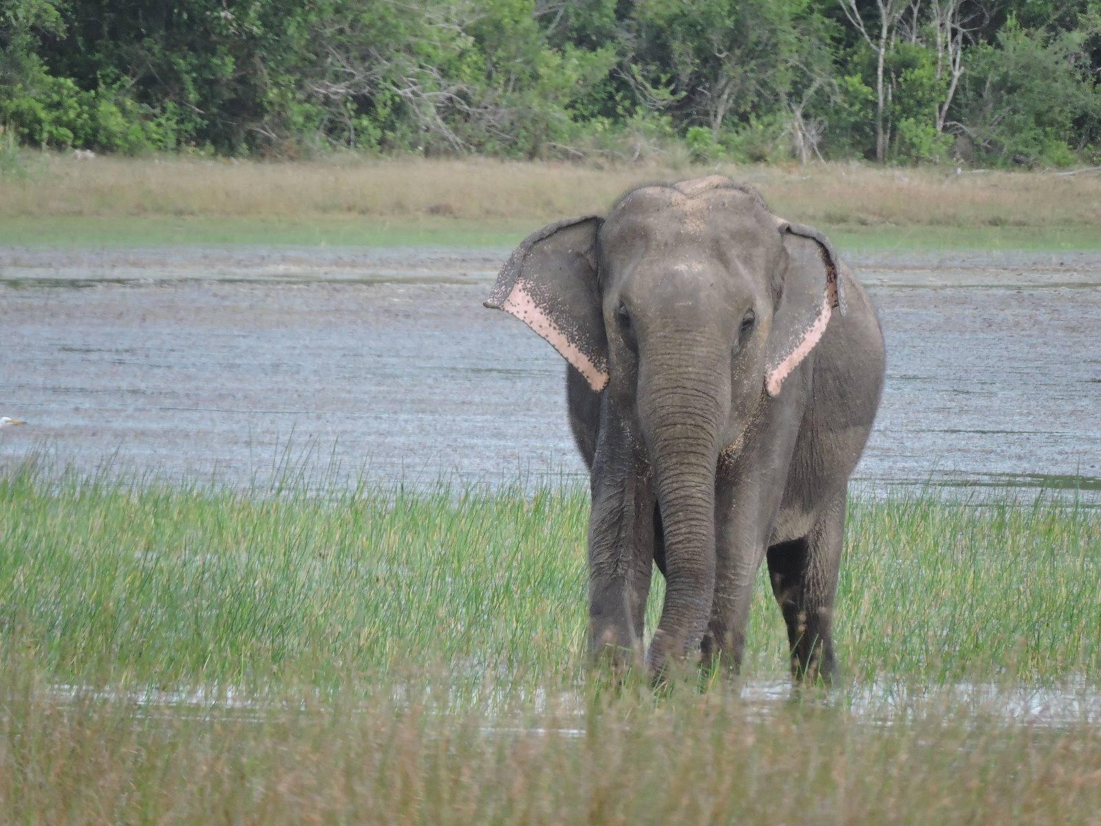 Full-Day Wilpattu National Park Leopard Safari from Anuradhapura