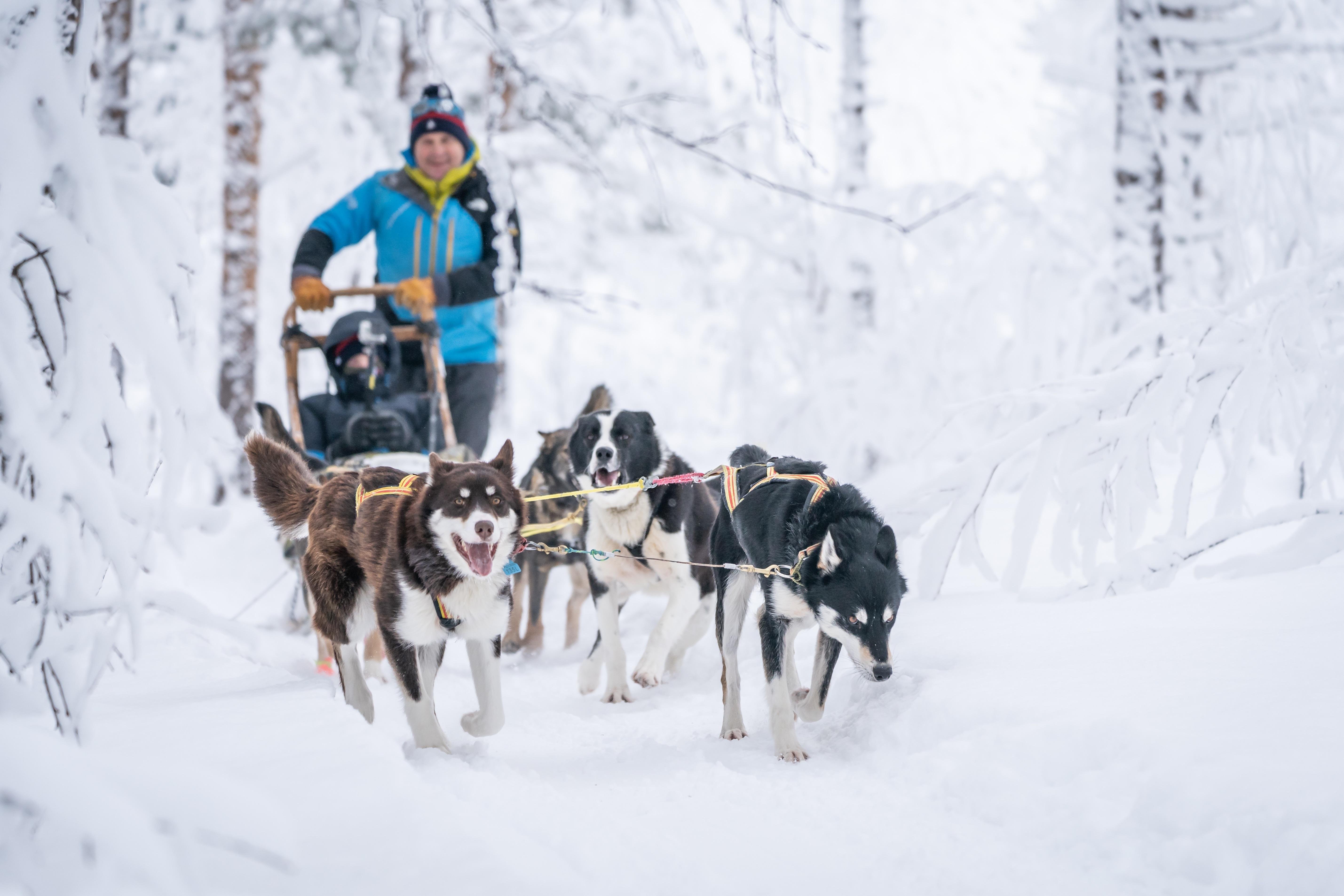 Intimate Wilderness Dogsledding Adventure from Tromsø