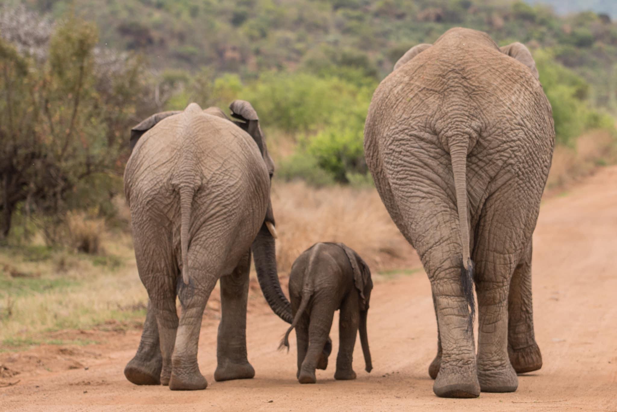 Pilanesberg Wildlife Safari with Expert Guide