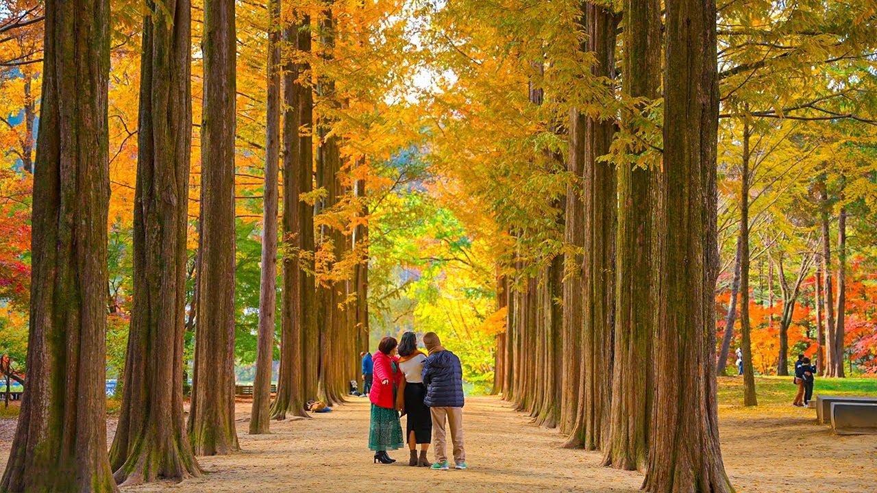 Private Nami Island, Garden of Morning Calm & Petite France Tour