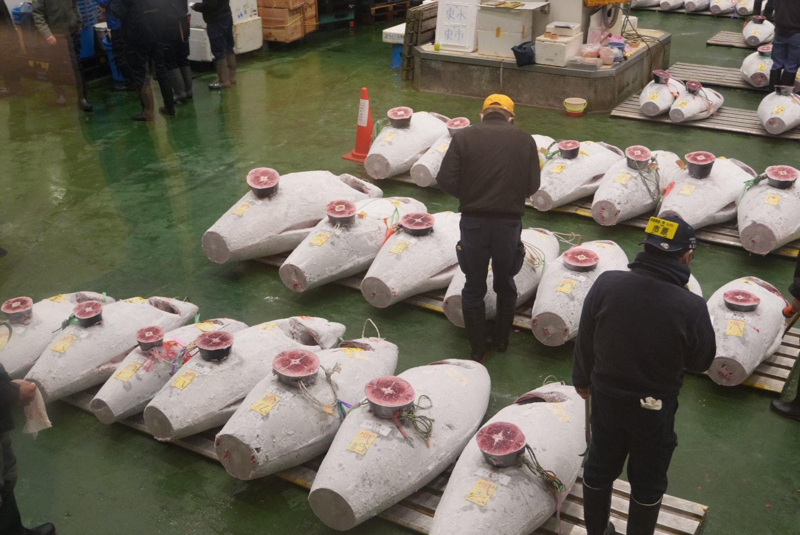 Toyosu tuna auction tour — bluefin auction floor, buyers grading, Tsukiji market — image 28