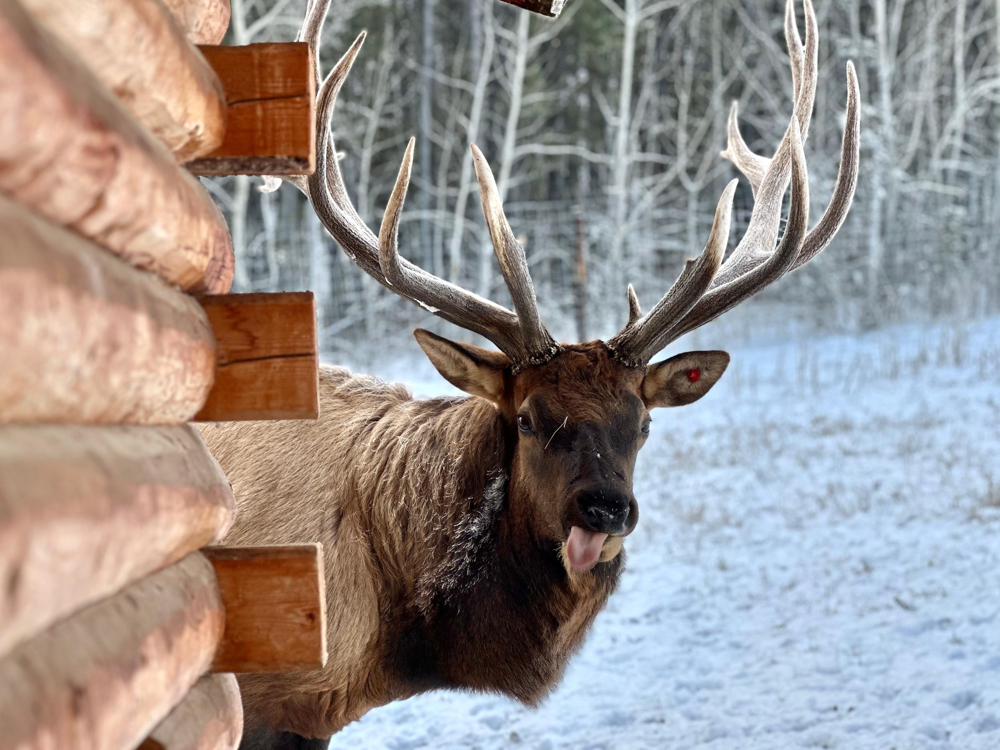 Yukon Wildlife Preserve Guided Safari