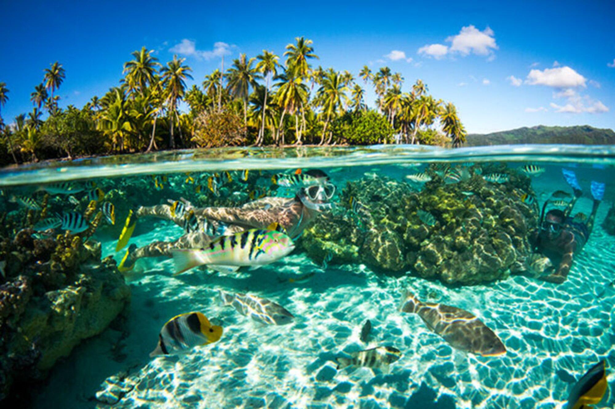 Tikehau Lagoon Snorkeling with Manta Rays & Coral Garden