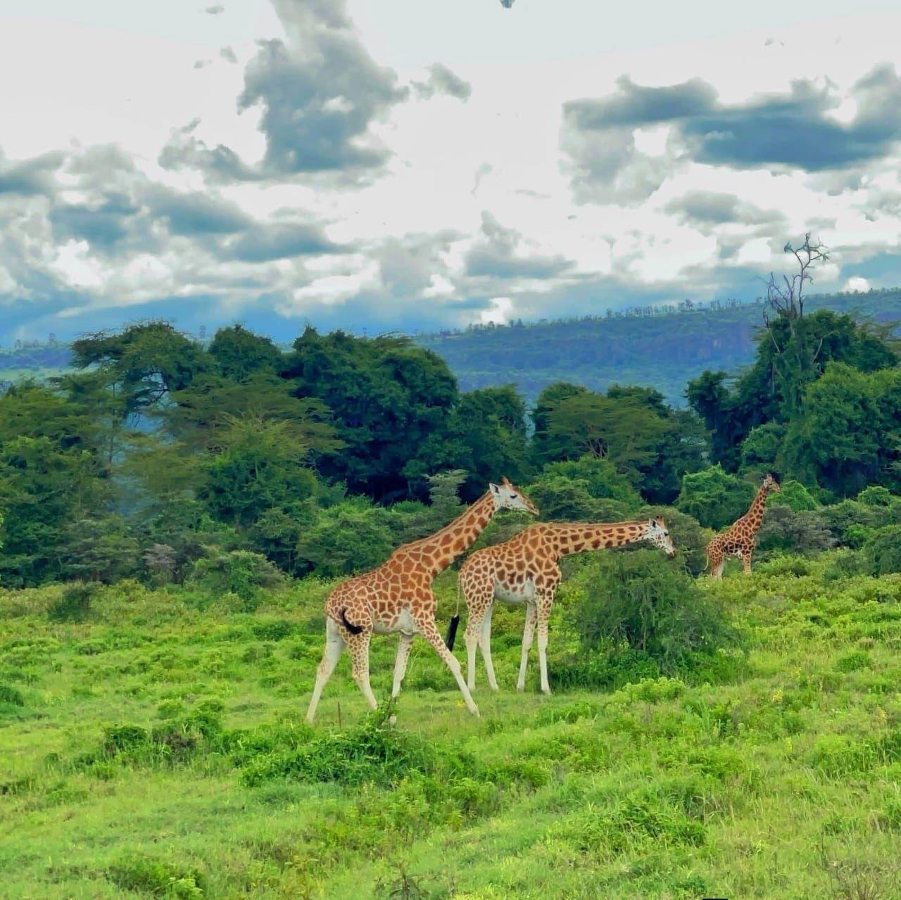 Nairobi National Park Twilight Safari & Sundowner