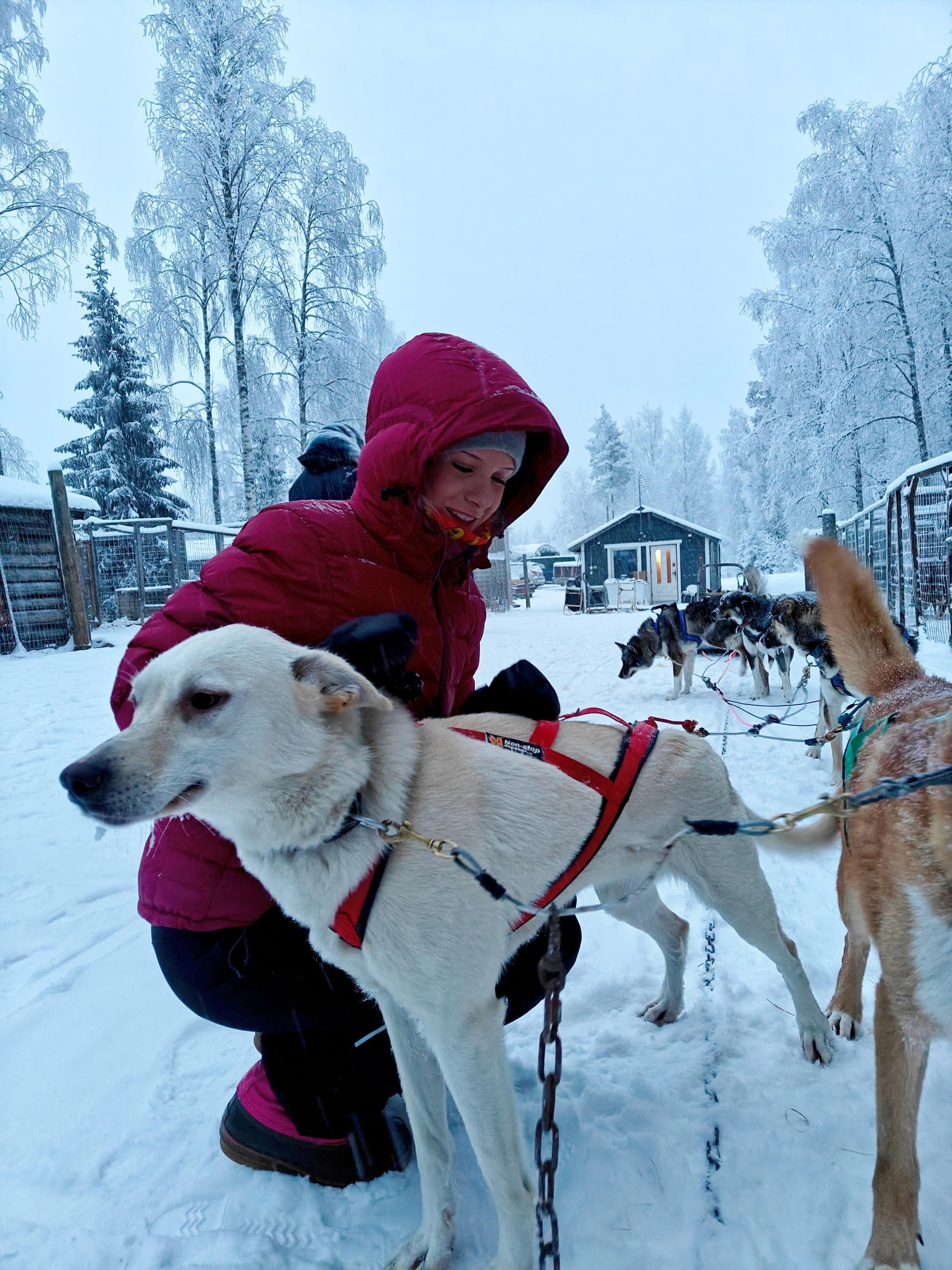 Rovaniemi Husky Safari with Transfers & Fireside BBQ