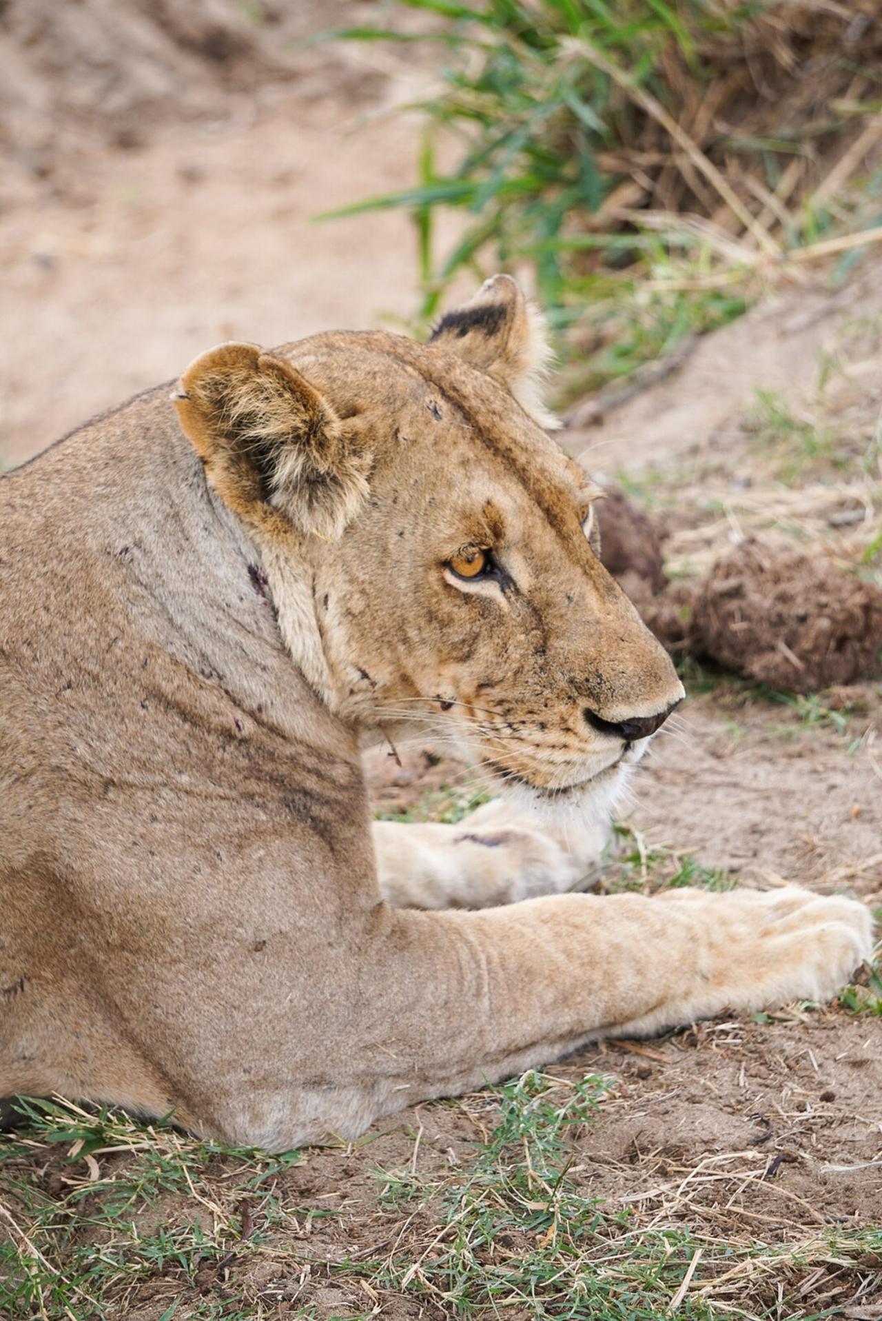 Zanzibar to Mikumi: Fly-In Safari Day Trip with Bush Lunch