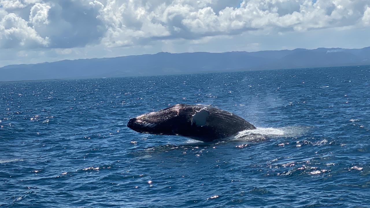 Samaná Bay & El Limón Waterfall Full-Day Adventure
