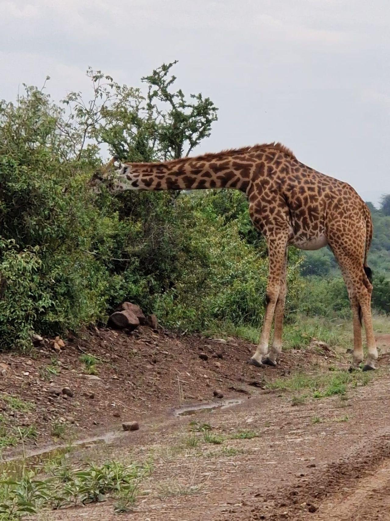 Nairobi Safari: National Park, Elephant Orphanage & Giraffe Center
