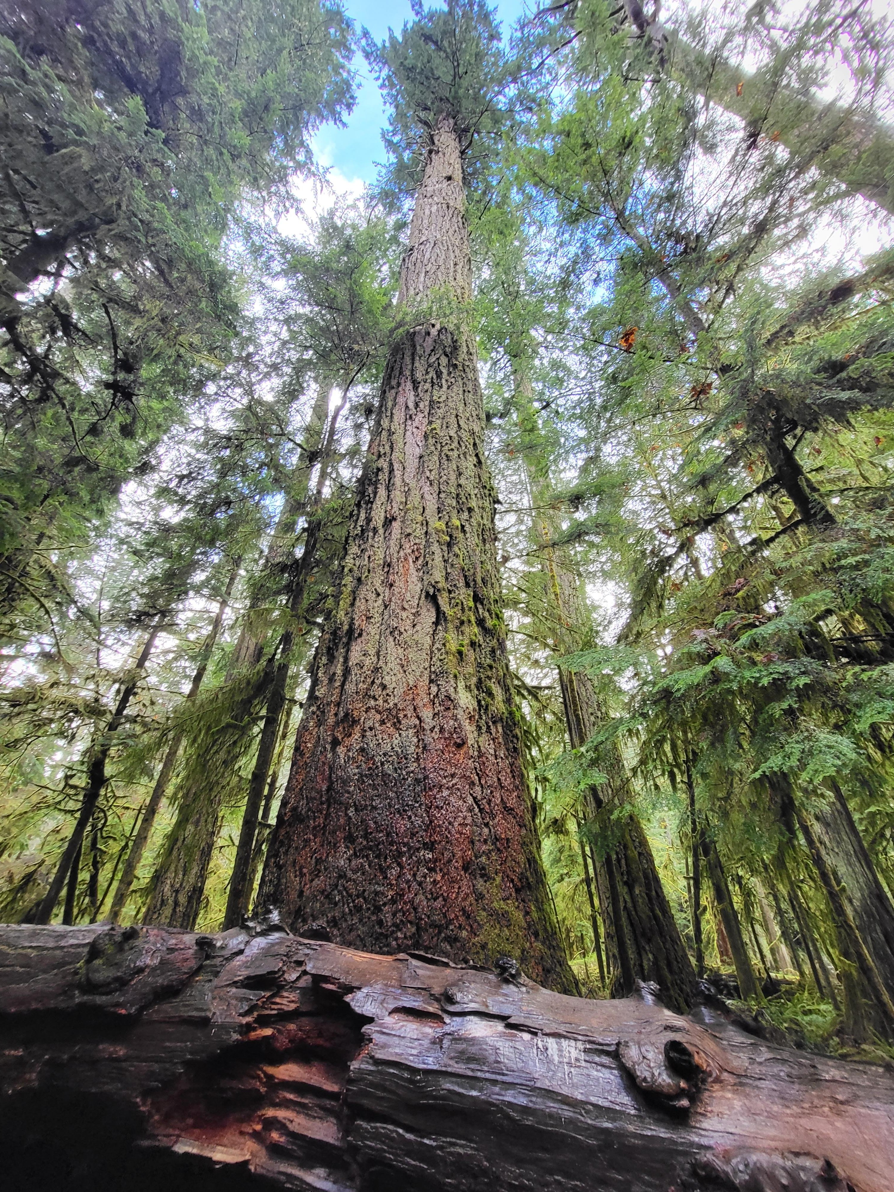 Nanaimo: Cathedral Grove, Waterfalls & Animal Sanctuary