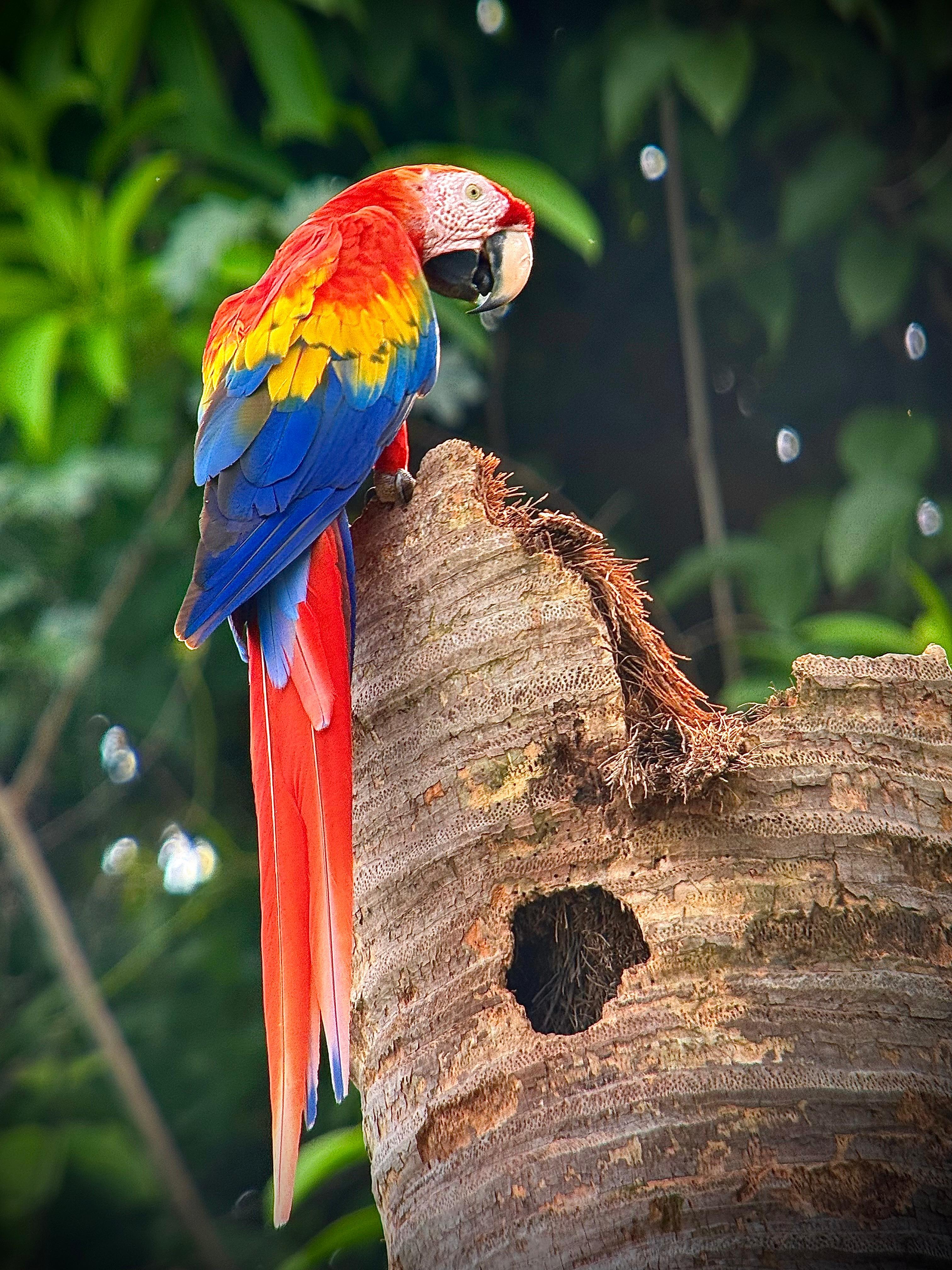 Guided walk in Manuel Antonio National Park, Costa Rica — image 4