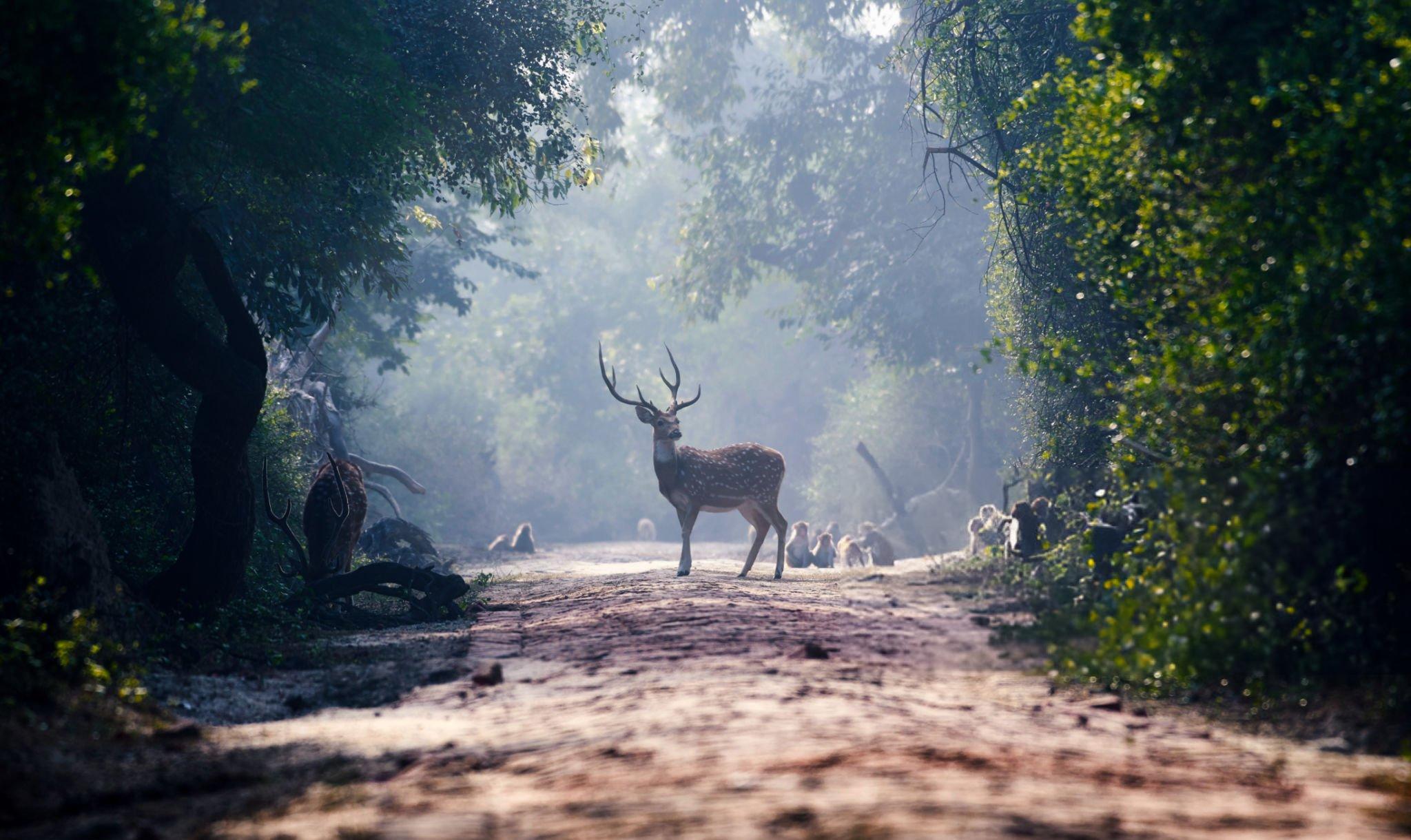 Agra Full-Day Tour: Taj Mahal, Fatehpur Sikri & Keoladeo Safari