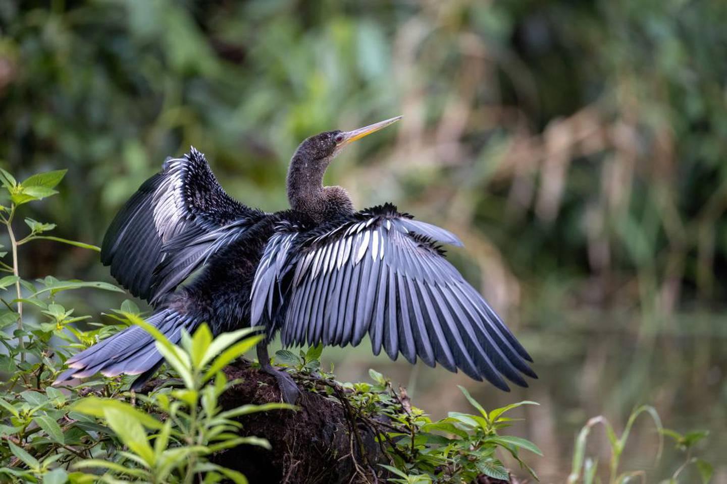 Tortuguero National Park Canoe Wildlife Tour