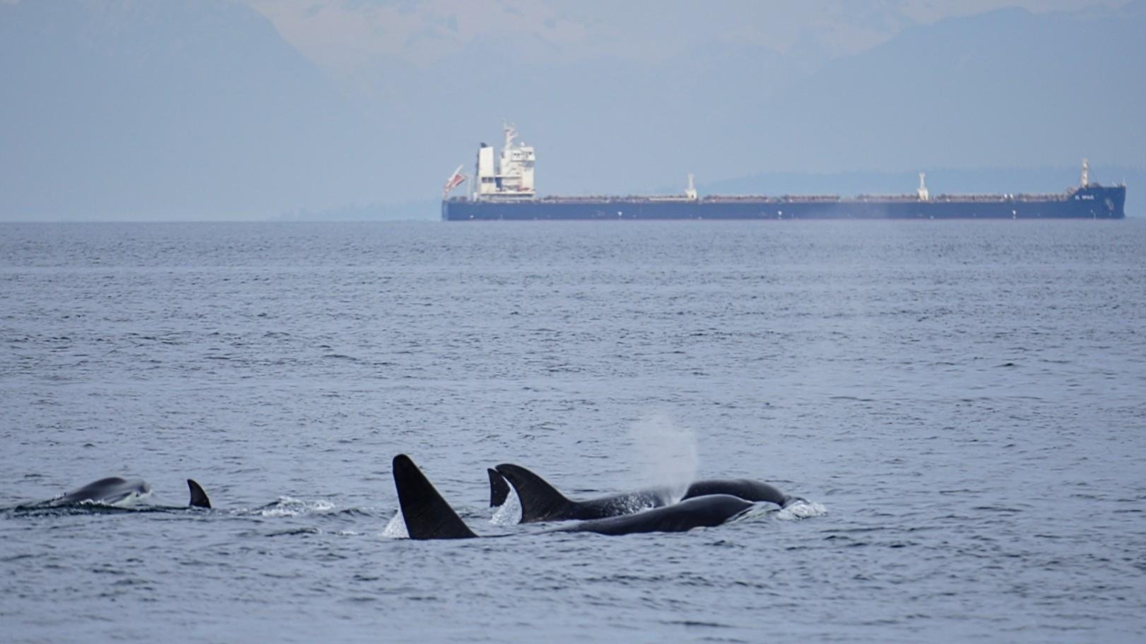 Orcas Island: Whale and Orca Guided Speedboat Tour