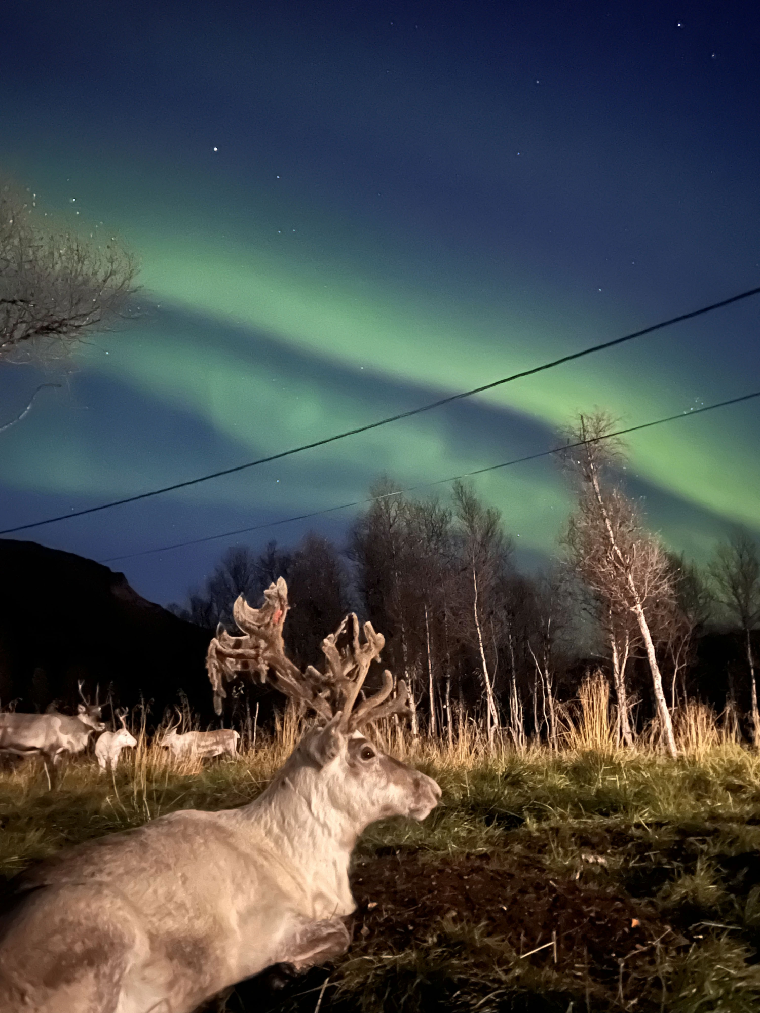 Reindeer Encounter & Aurora Hunt with Traditional Sami Dinner