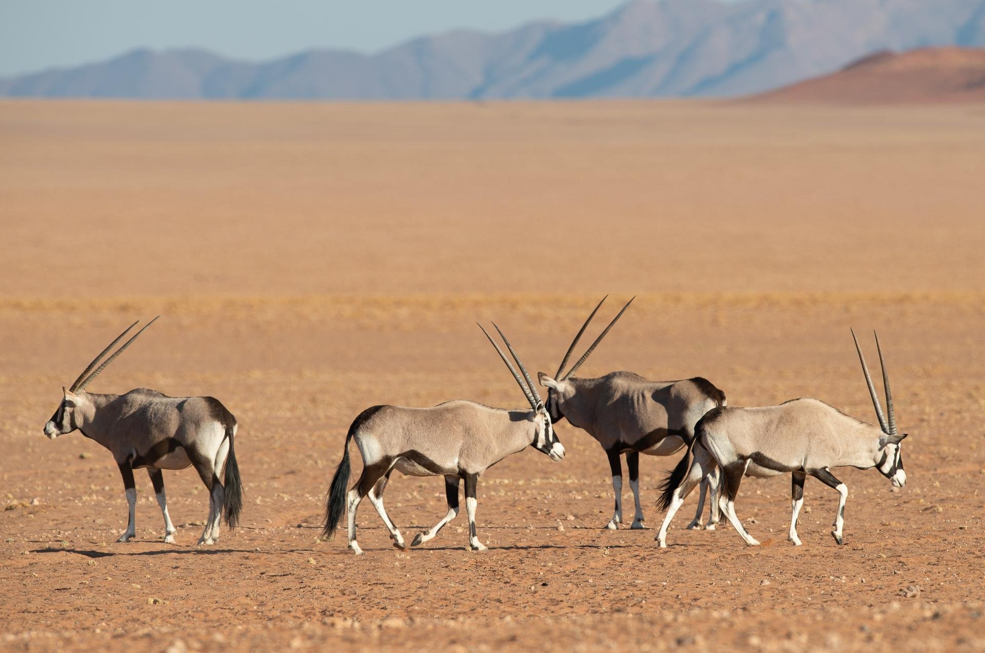 3-Day Etosha Private Safari from Windhoek