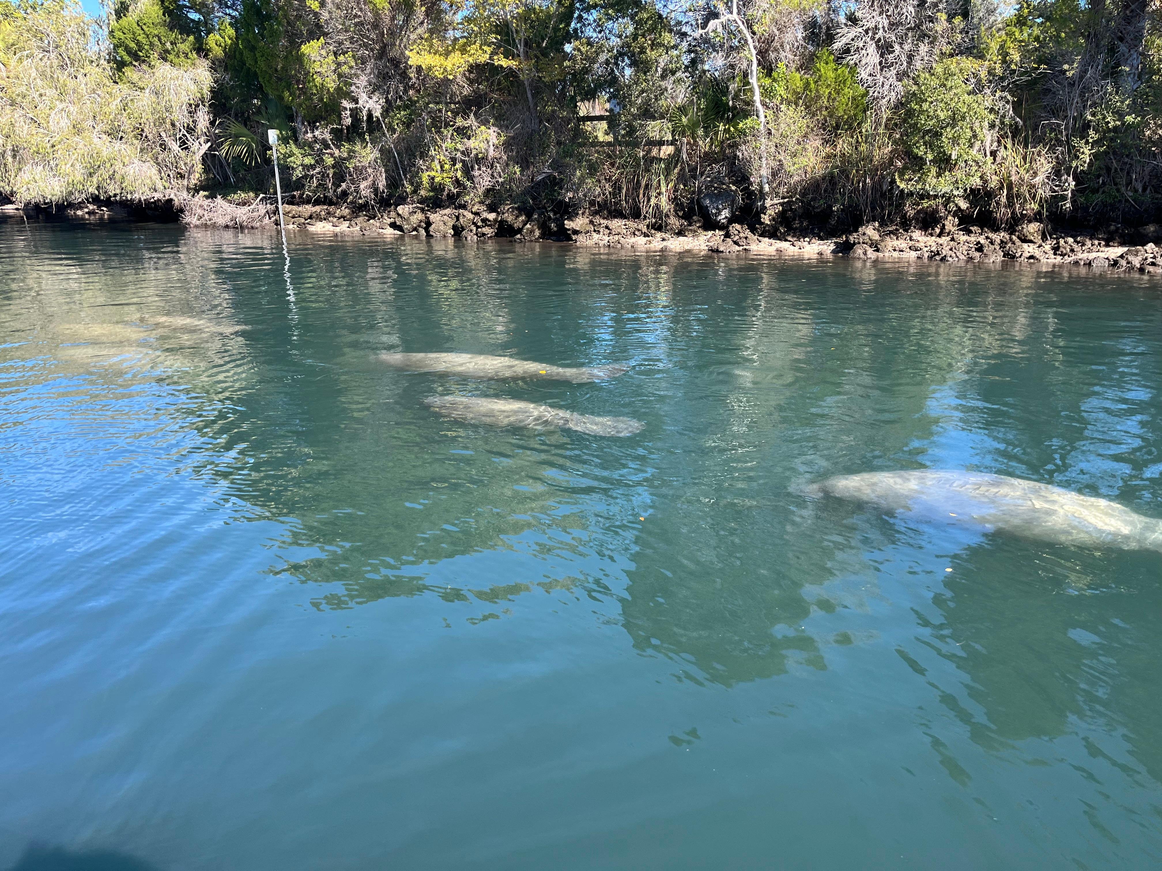Crystal River Manatee Eco-Tour by Boat