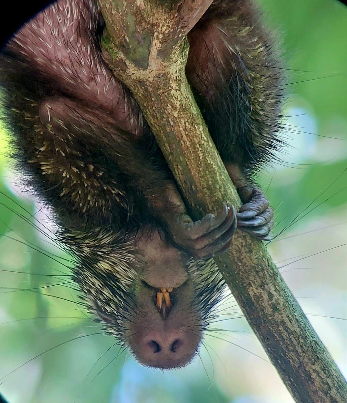 Manuel Antonio National Park: Expert-Guided Wildlife Hike