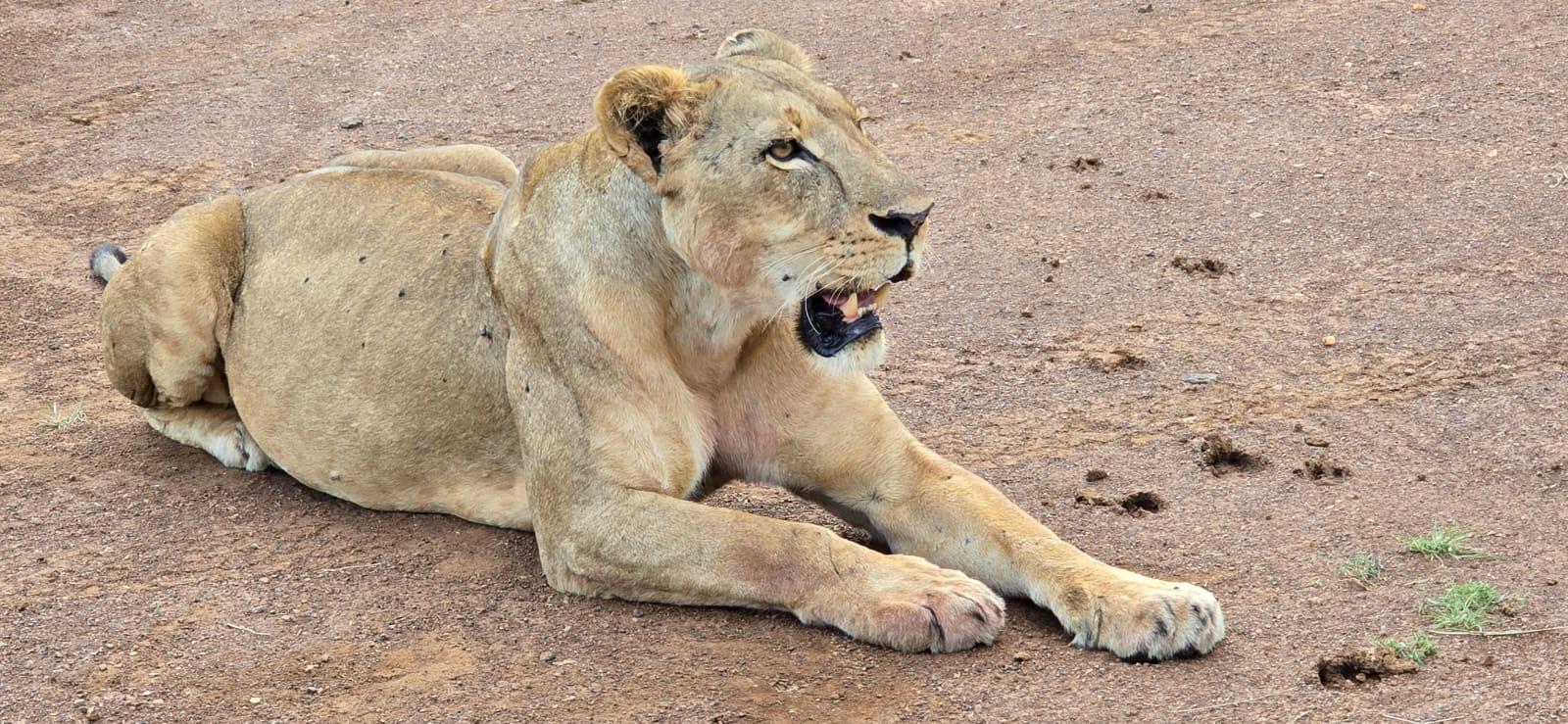 Nairobi Safari: National Park, Elephant Orphanage & Giraffe Center