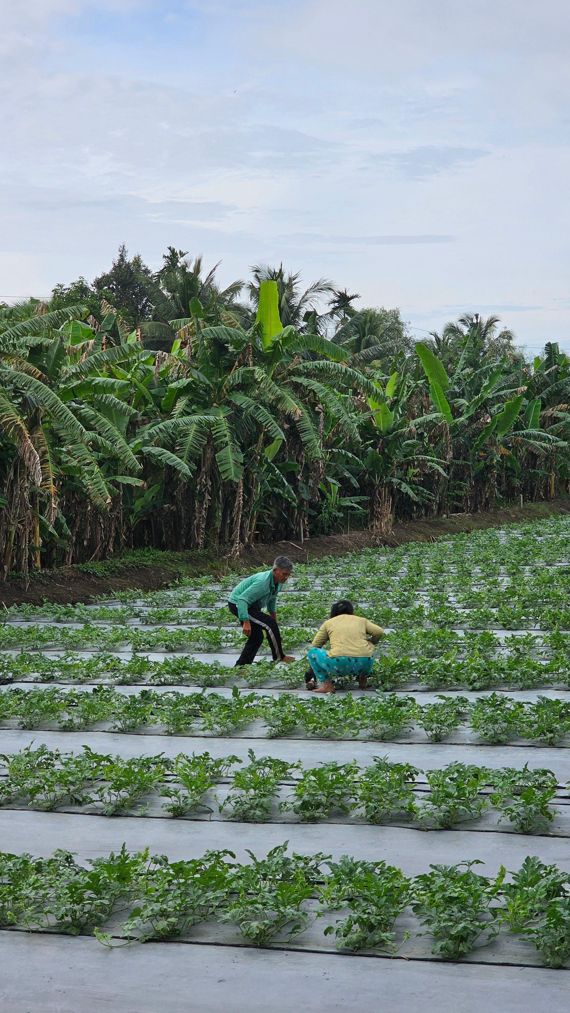 Can Tho: Cai Rang Floating Market & Authentic Mekong Experience