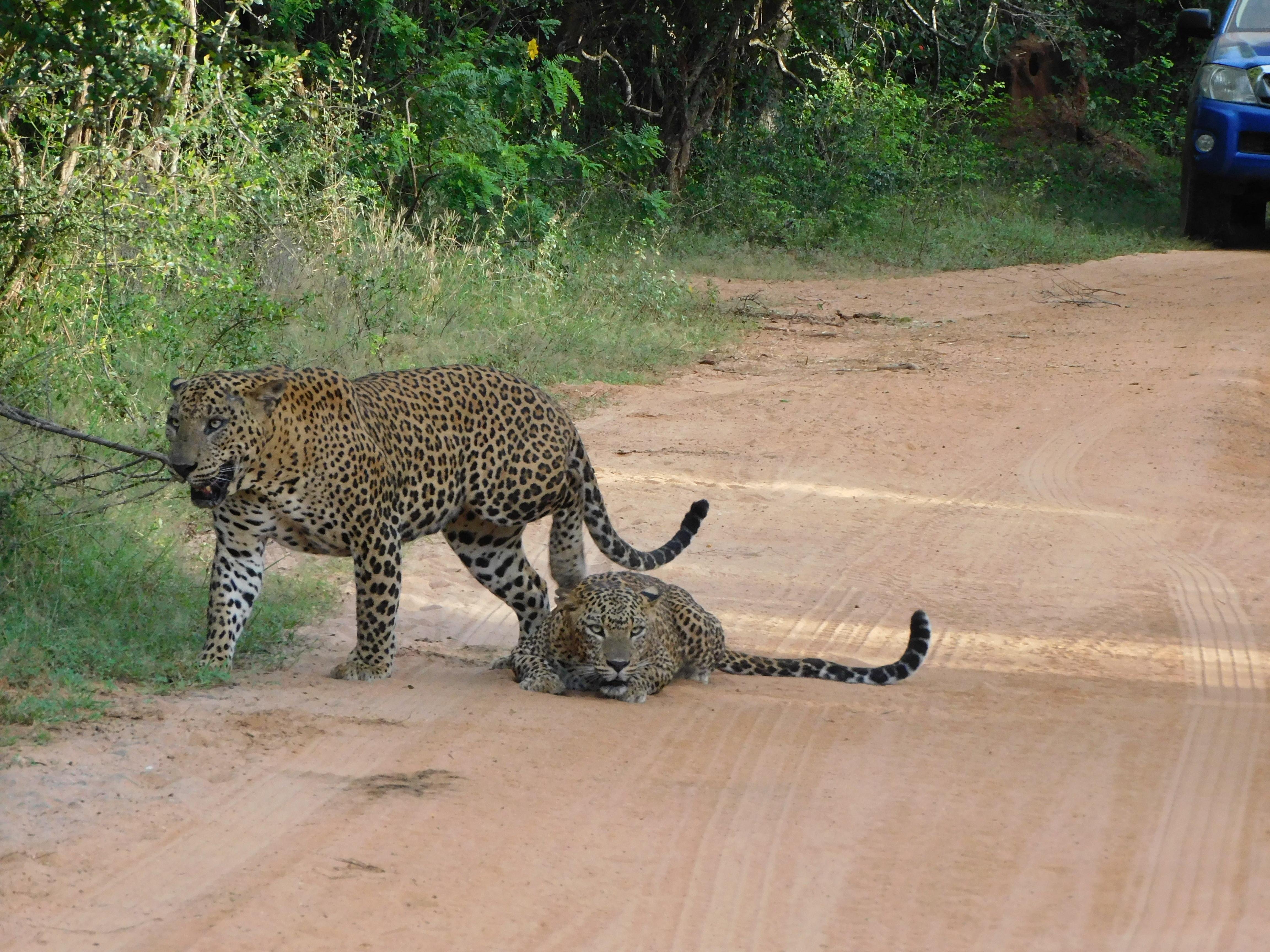 Yala National Park Safari Expedition