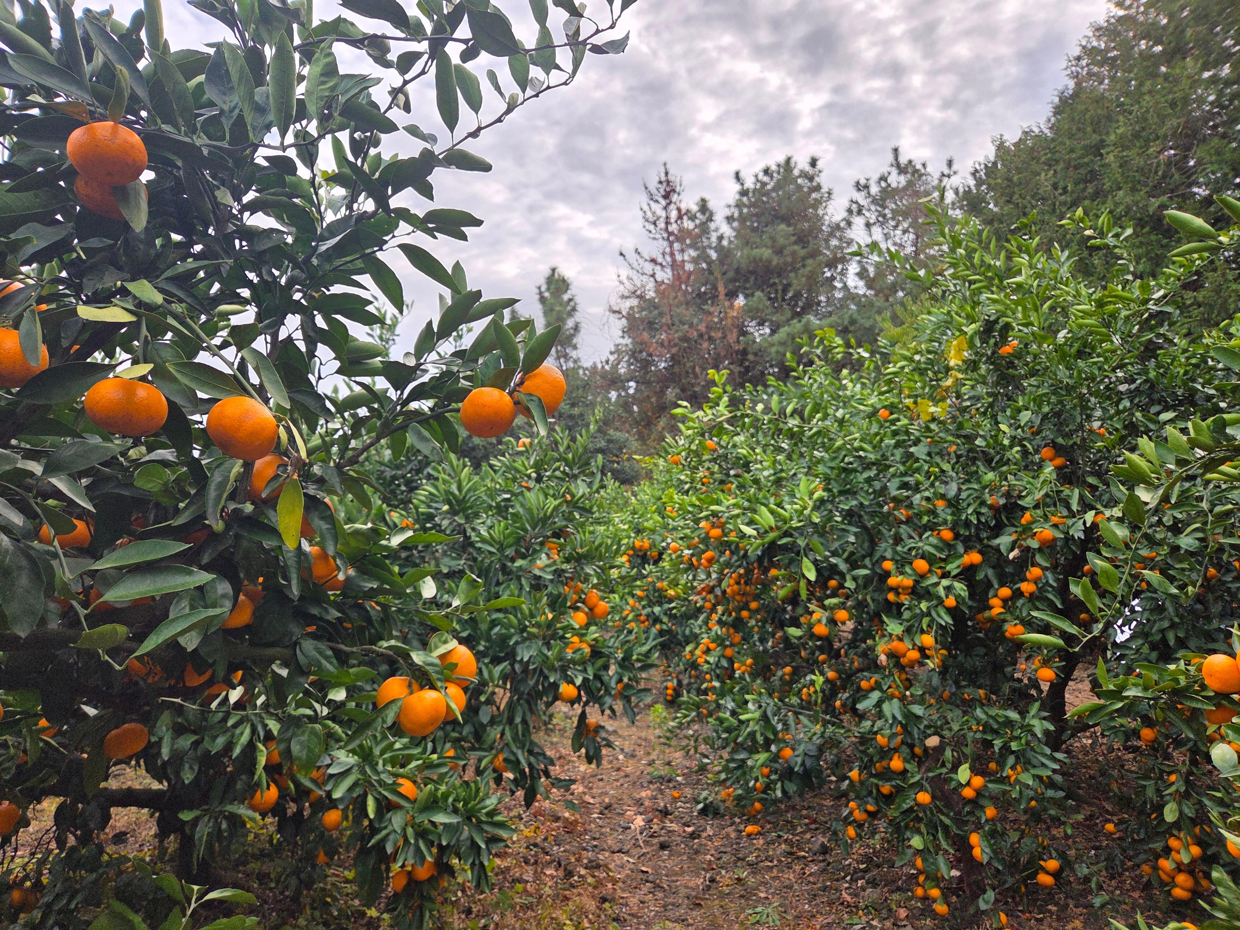 Jeju private taxi tour — image 15