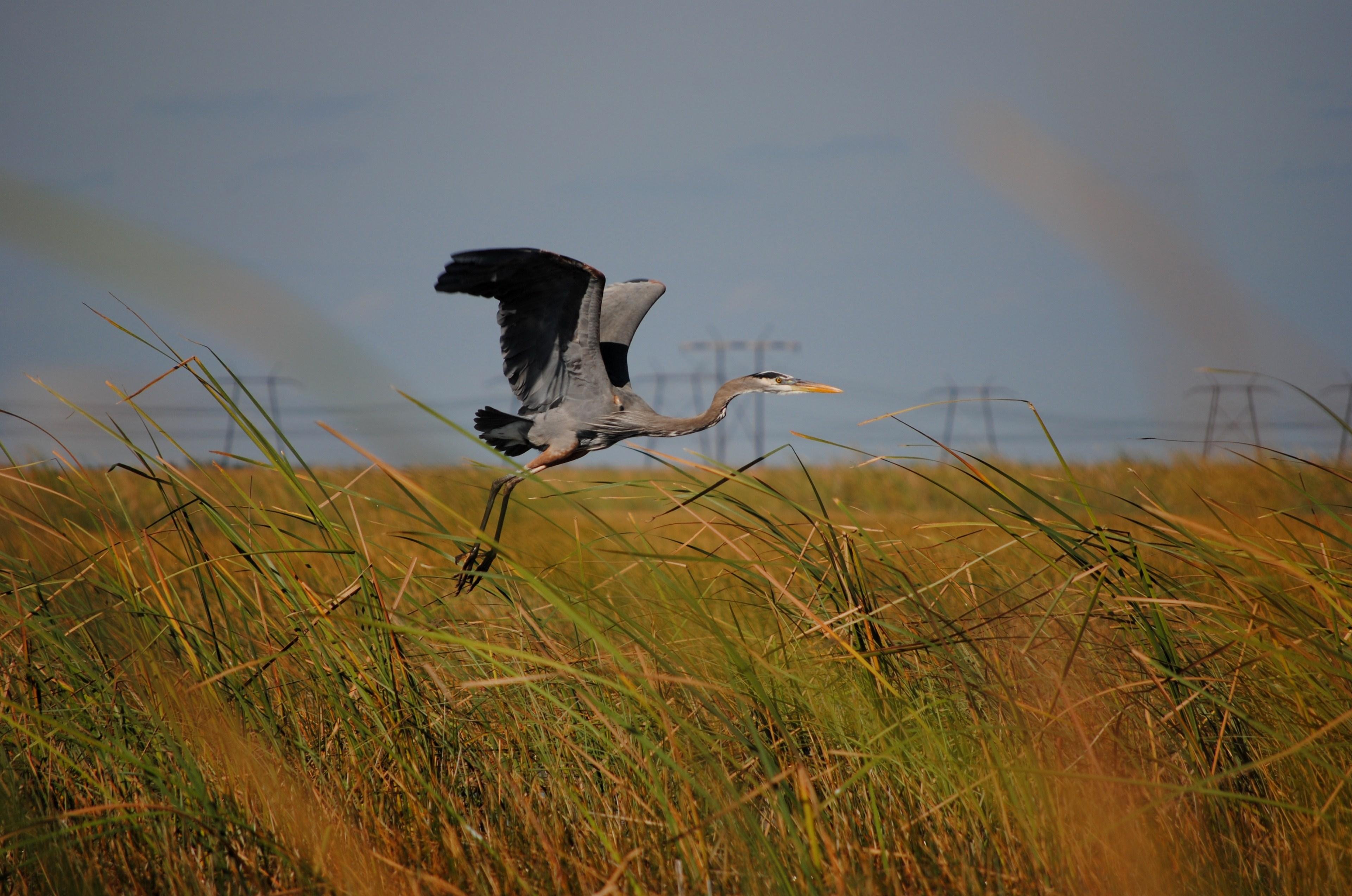 Everglades Airboat Safari & Wildlife Exhibit from Miami