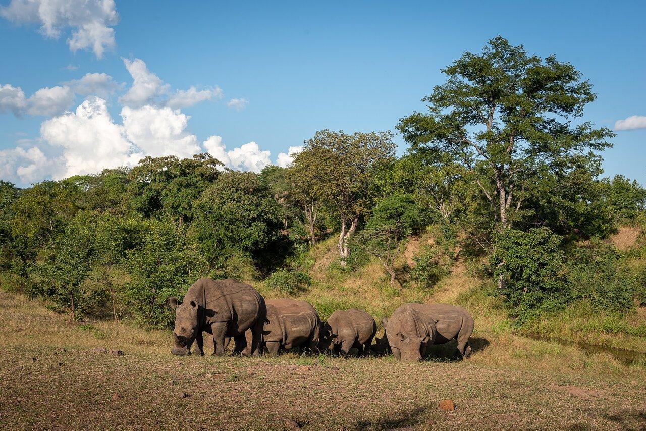 White Rhino Walking Safari in Mosi-oa-Tunya National Park