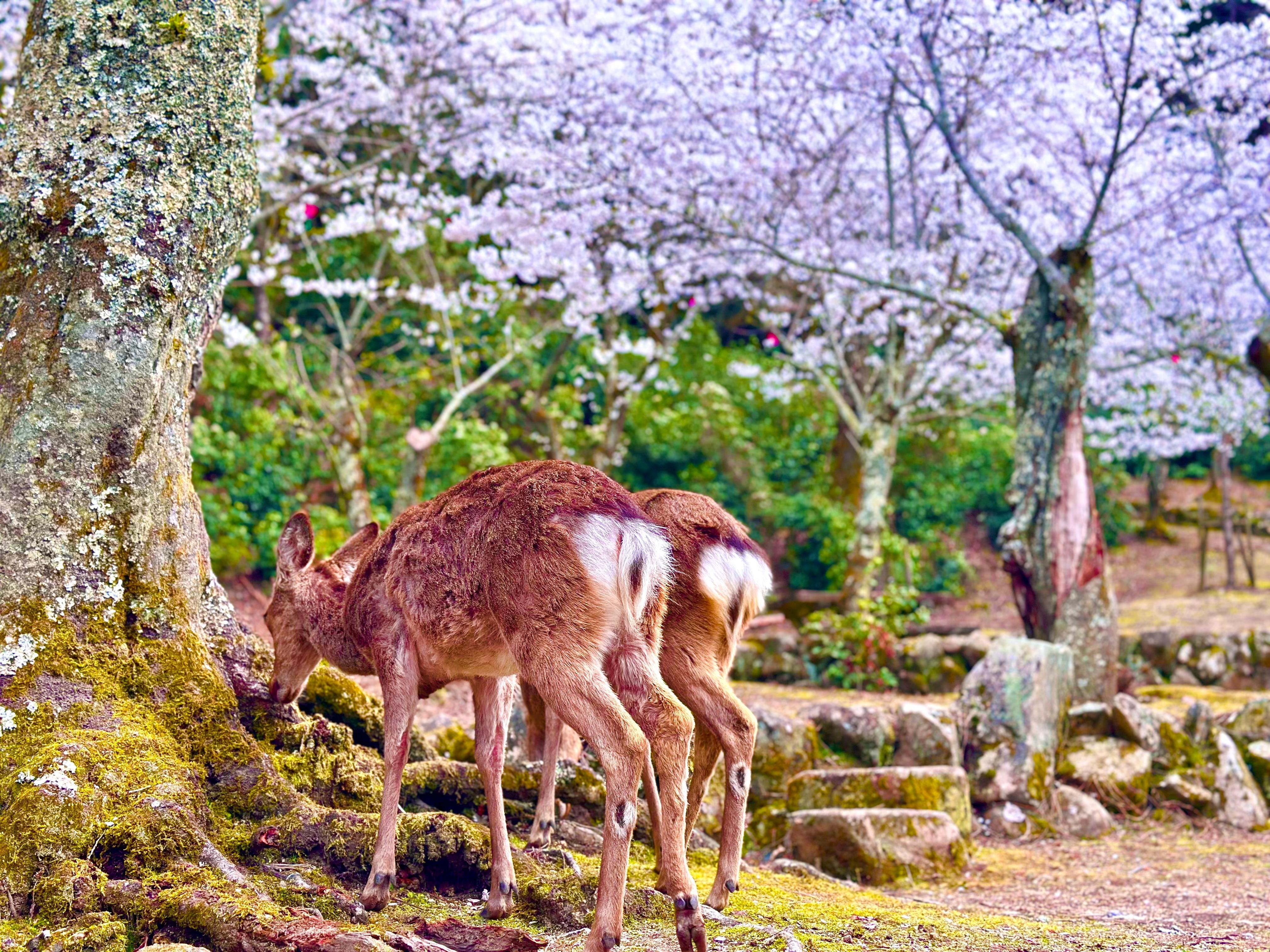 Osaka experience, image 4