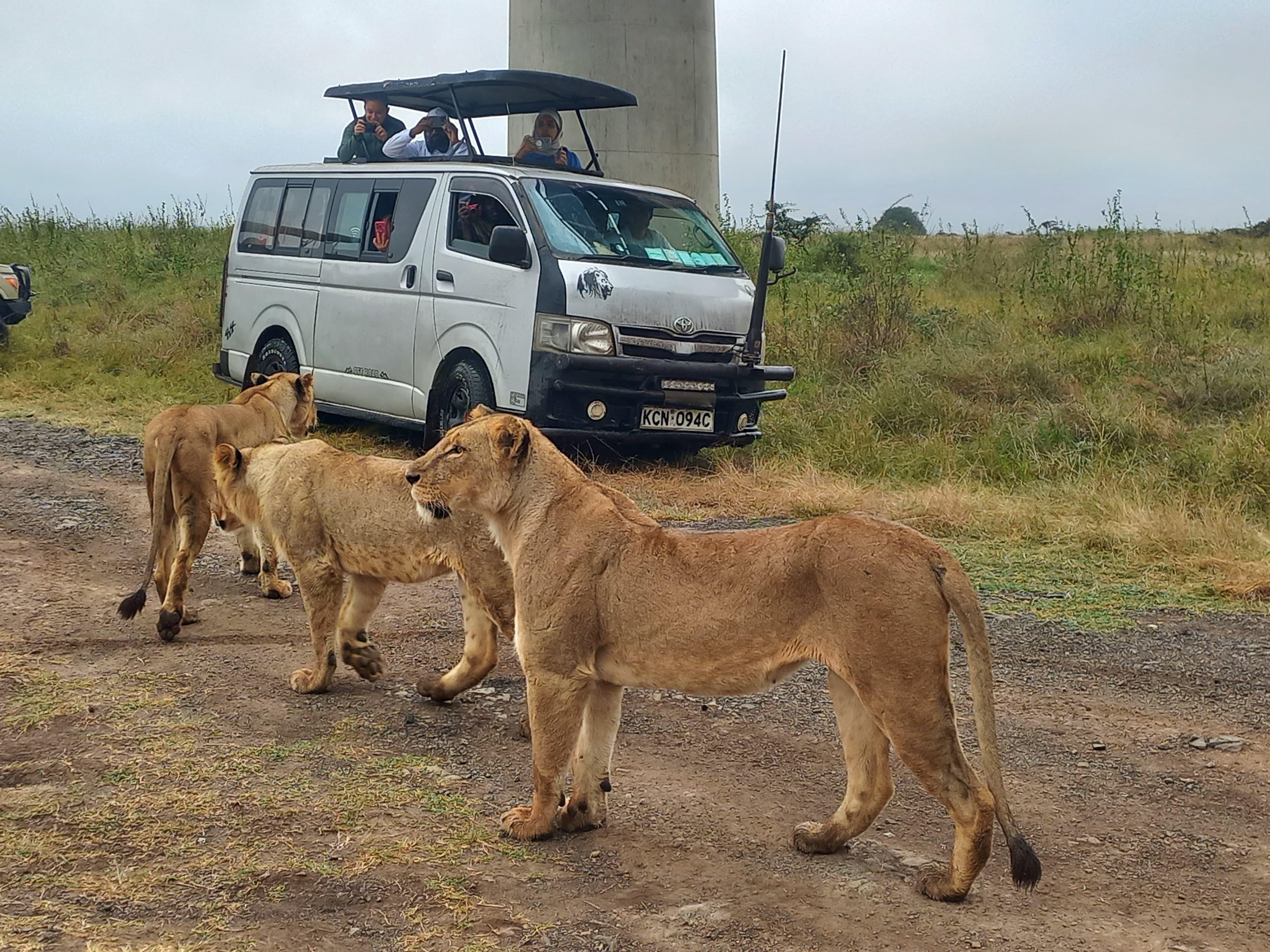 3-Day Masai Mara Safari Adventure from Nairobi