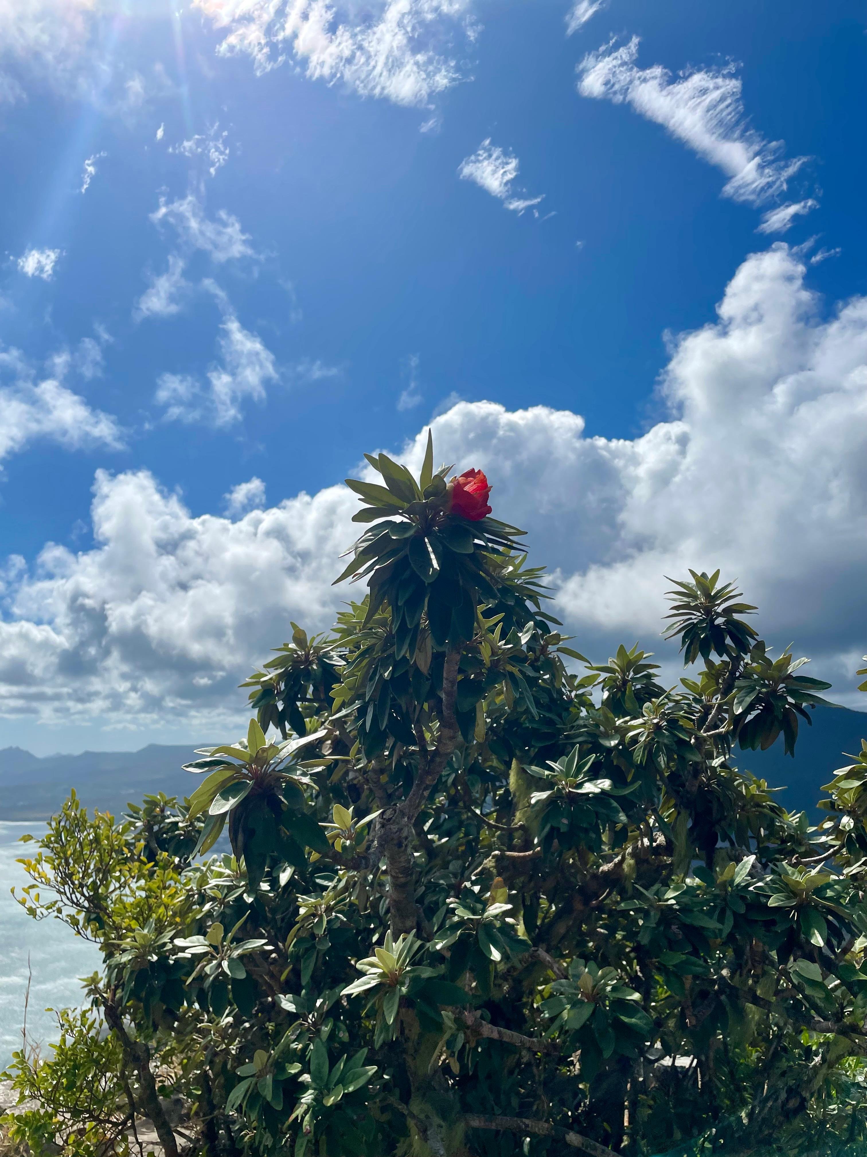 Le Morne Brabant: Private Guided Summit Hike