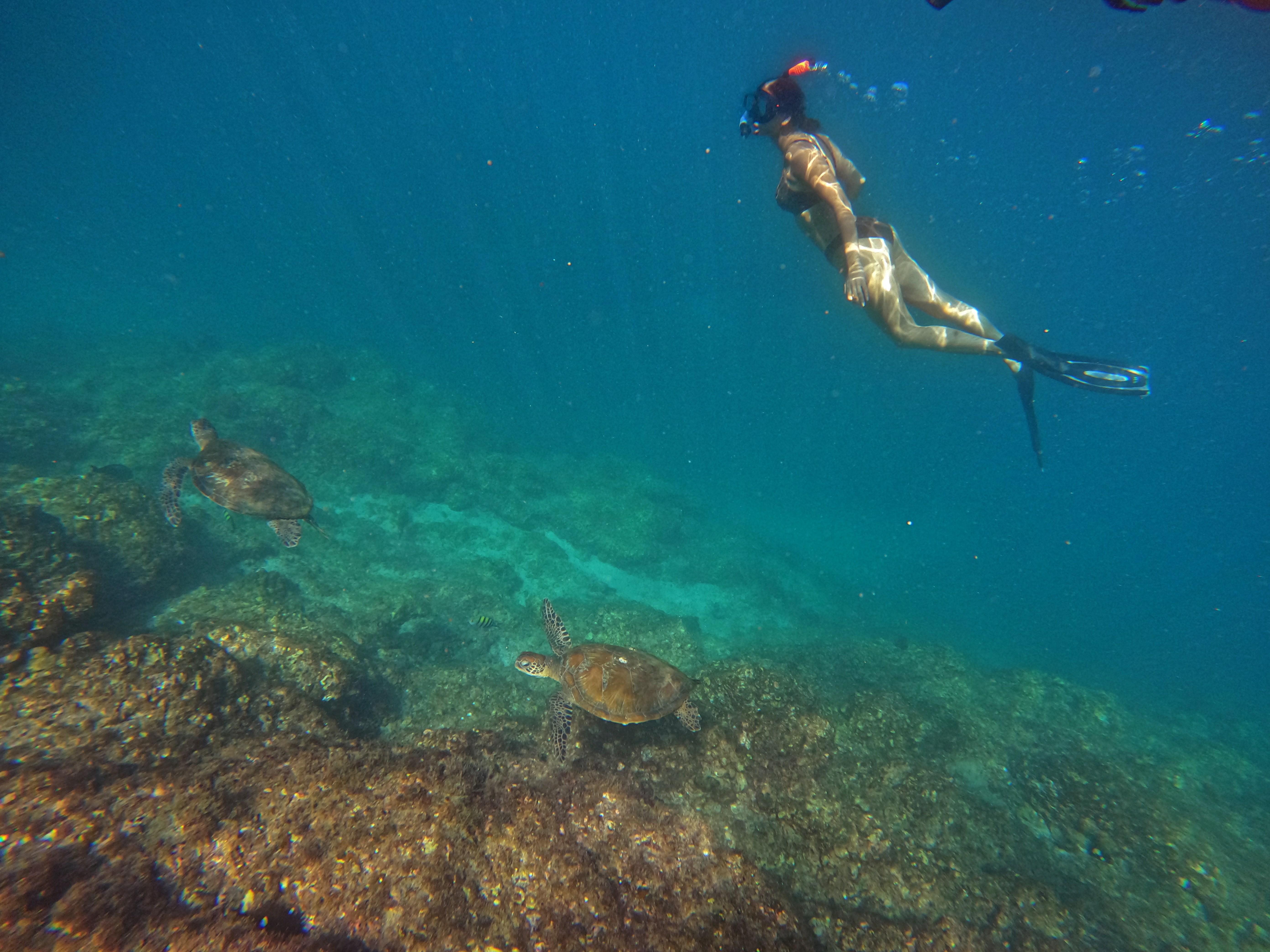 Fujairah Snorkeling Adventure with Sea Turtles from Dubai