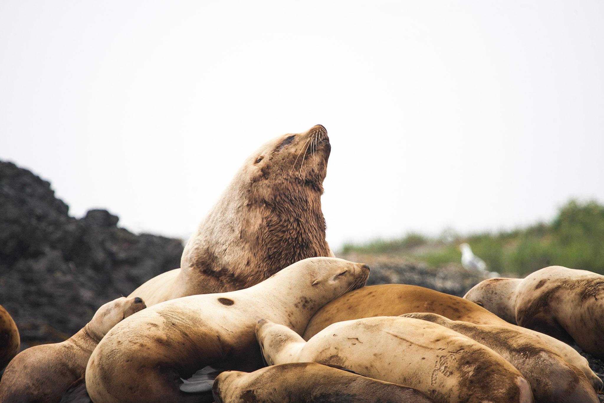 Vancouver whale watching tour — orcas and marine wildlife in the Salish Sea — image 4