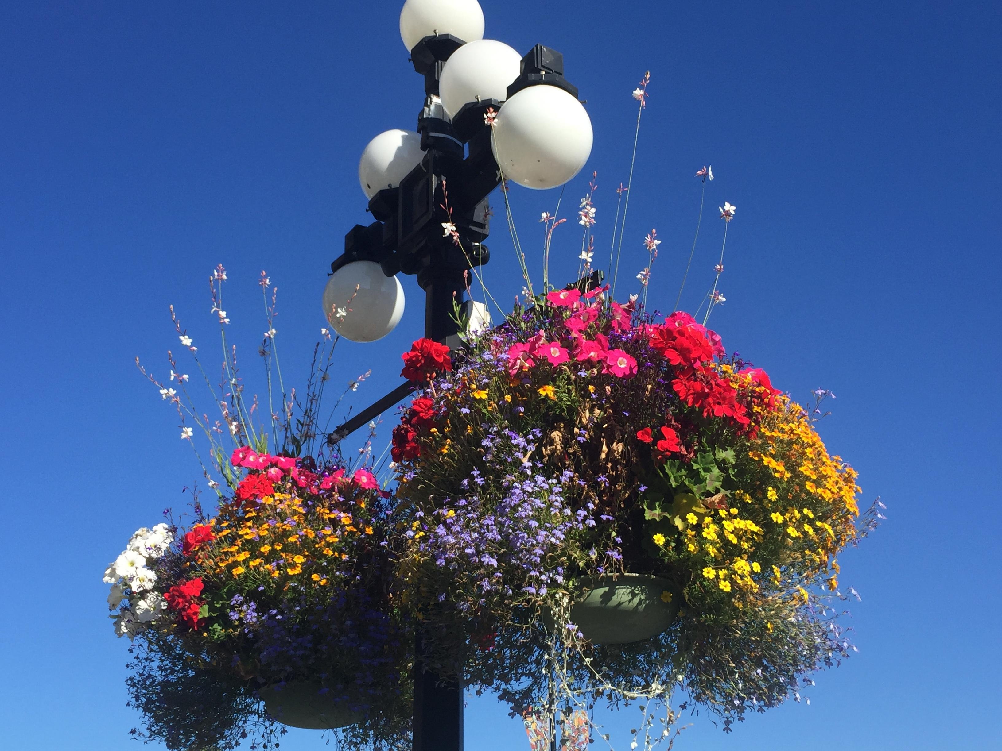 Victoria City Highlights & Butchart Gardens Guided Combo