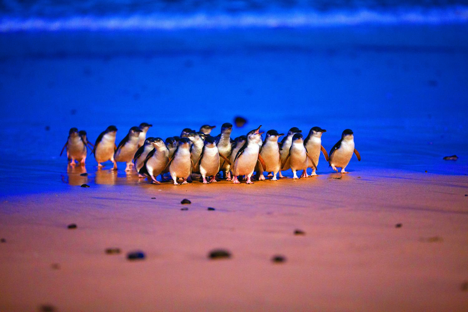Phillip Island Penguin Parade & Koala Wildlife Tour