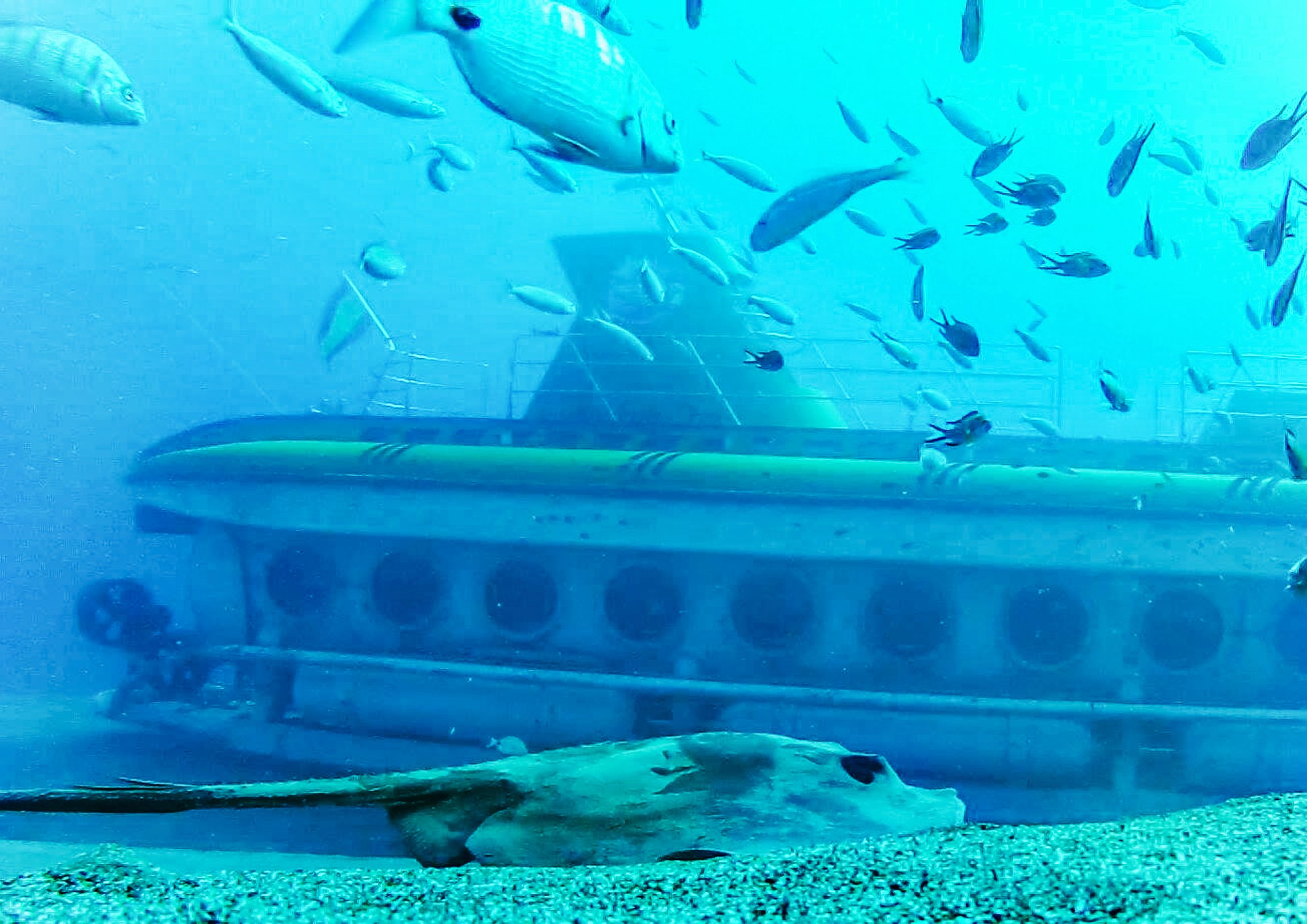 Submarine dive at Puerto Calero, Lanzarote — image 7