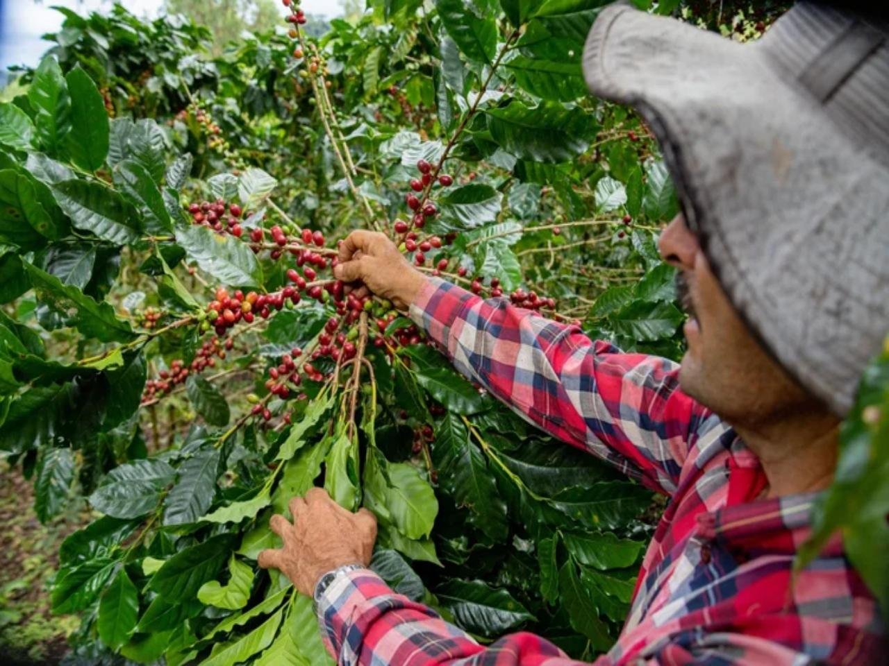 Monteverde 4-in-1: Coffee, Tastings & Night Forest Walk