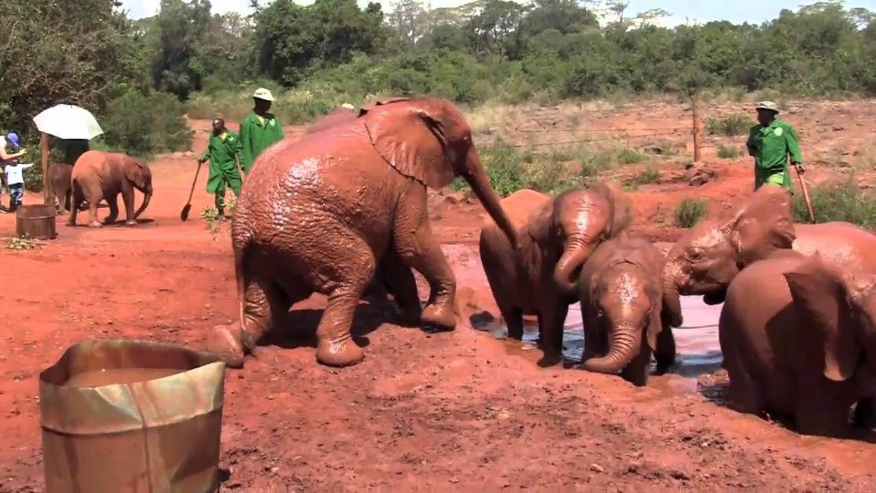 David Sheldrick Wildlife Trust Orphanage Guided Tour