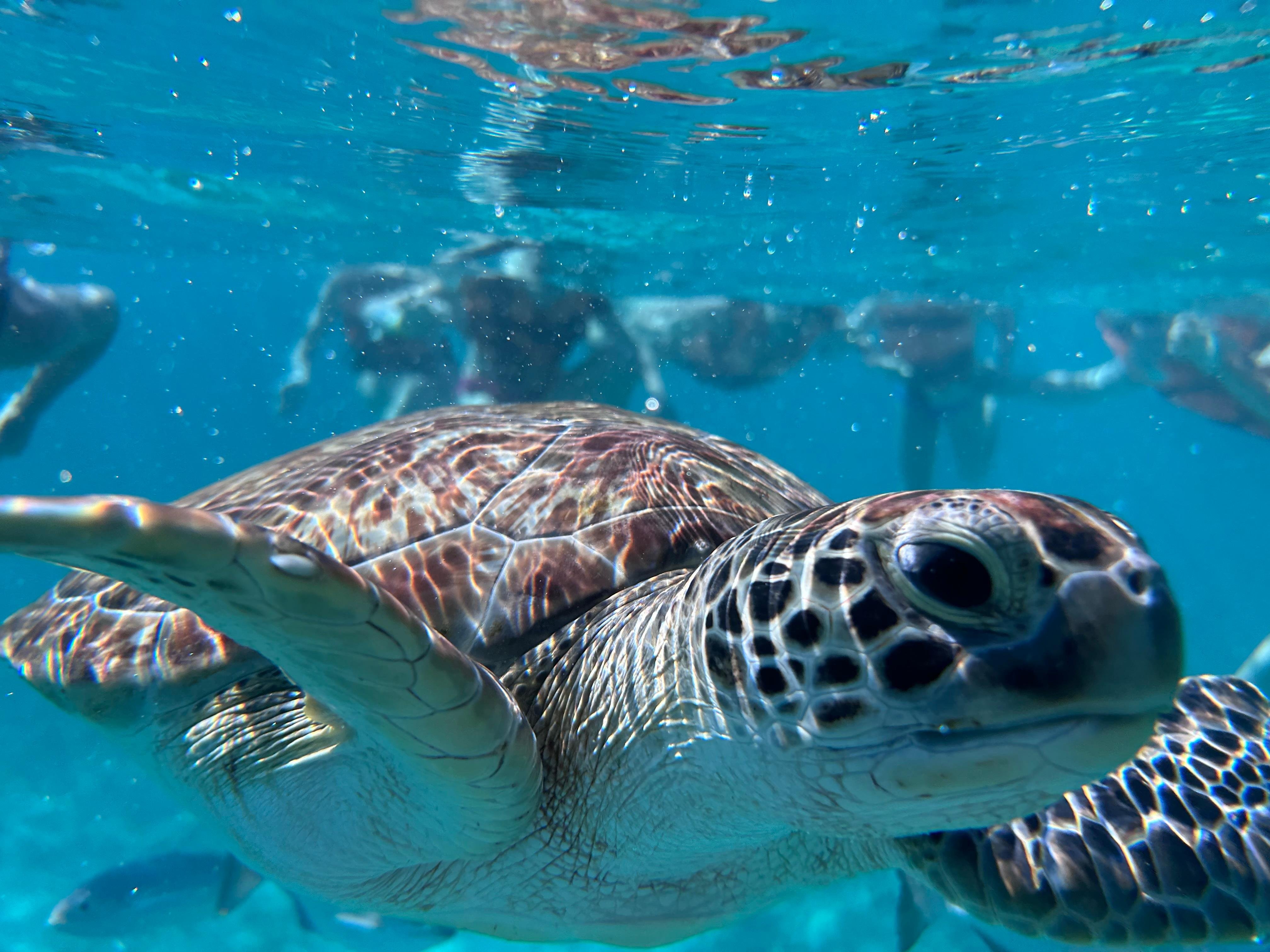 Tulum Two-Stop Reef Snorkel Tour
